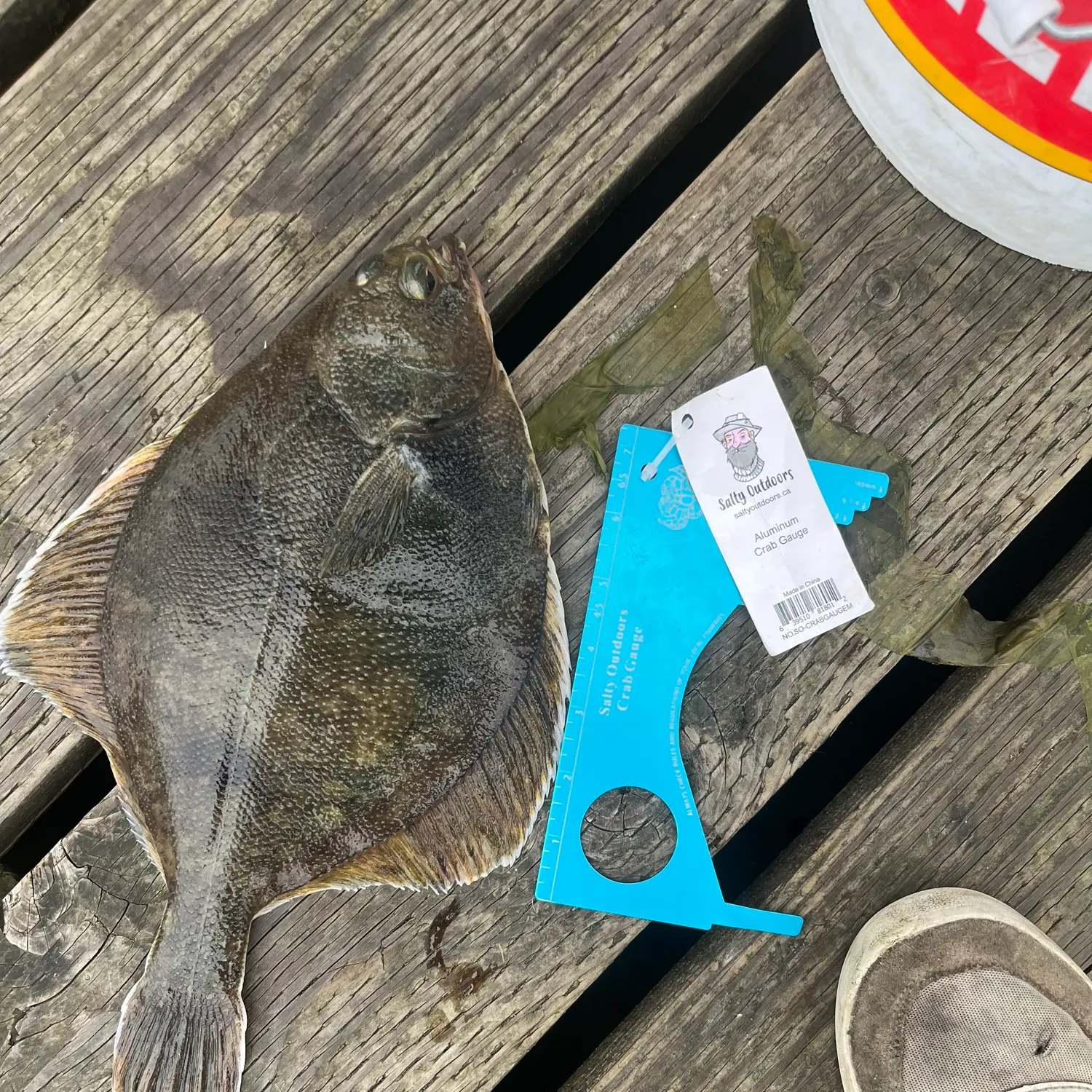 The most recent Pacific halibut catches on Fishbrain