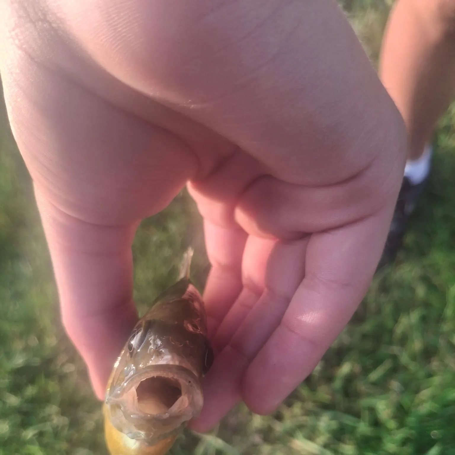 Green sunfish caught on Fishbrain