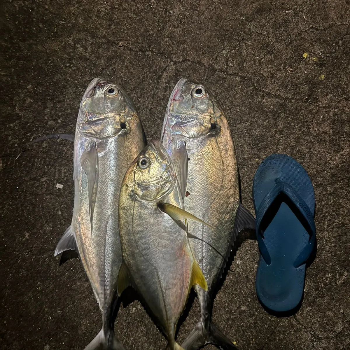 The most recent Bigeye trevally catches on Fishbrain