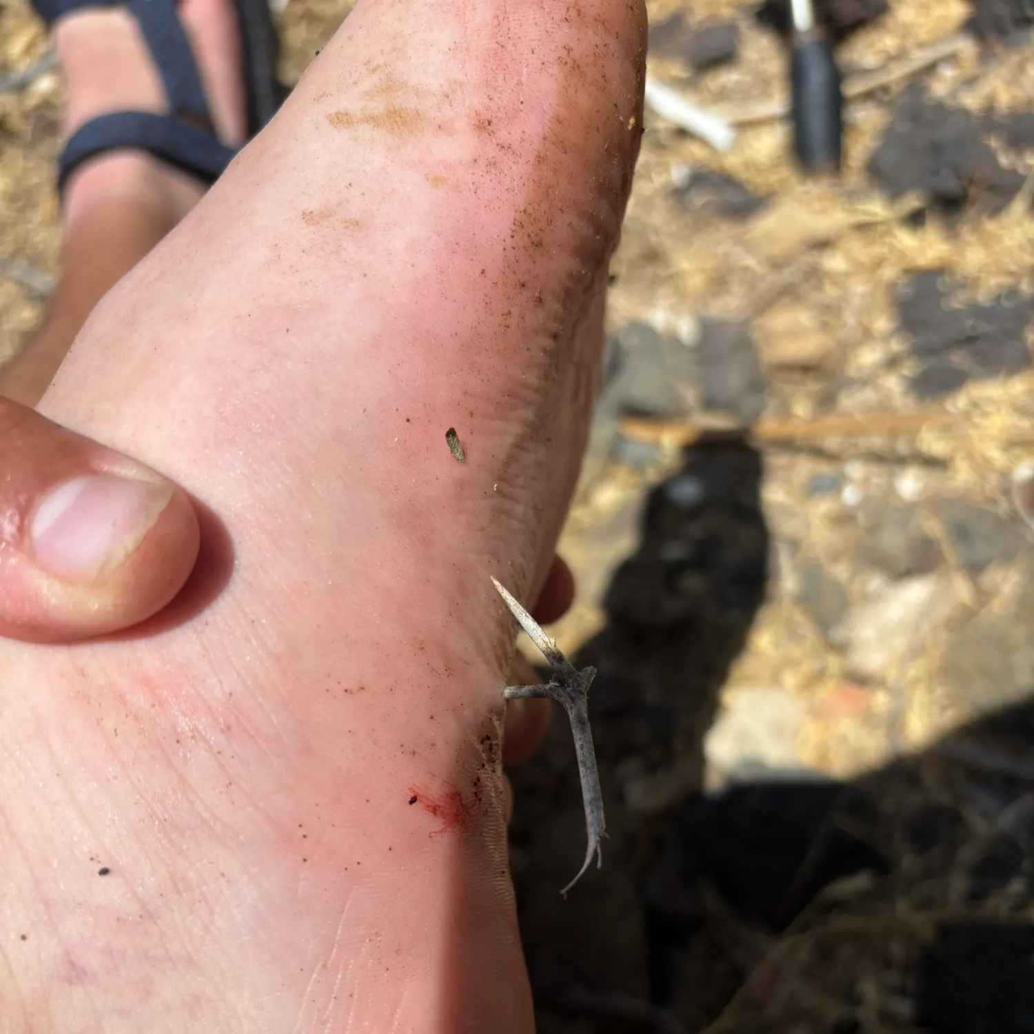 The most popular recent Stocky hawkfish catch on Fishbrain