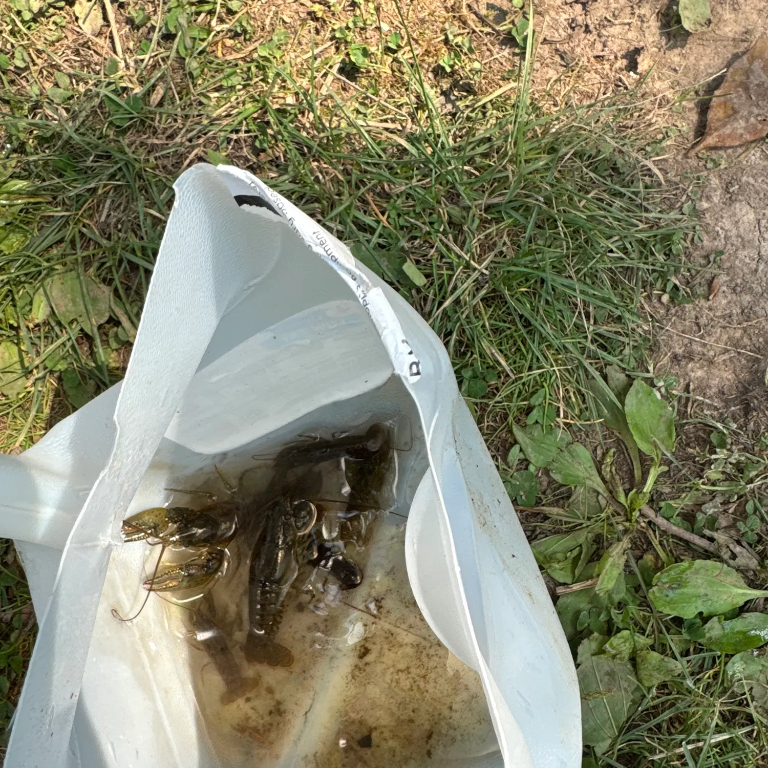 The most recent Allegheny crayfish catches on Fishbrain