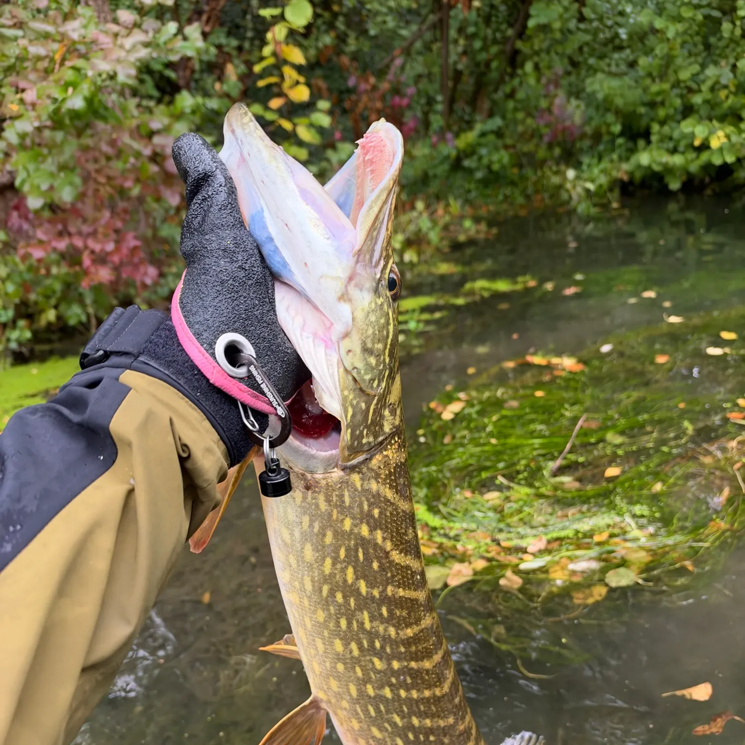 Northern pike caught on Fishbrain