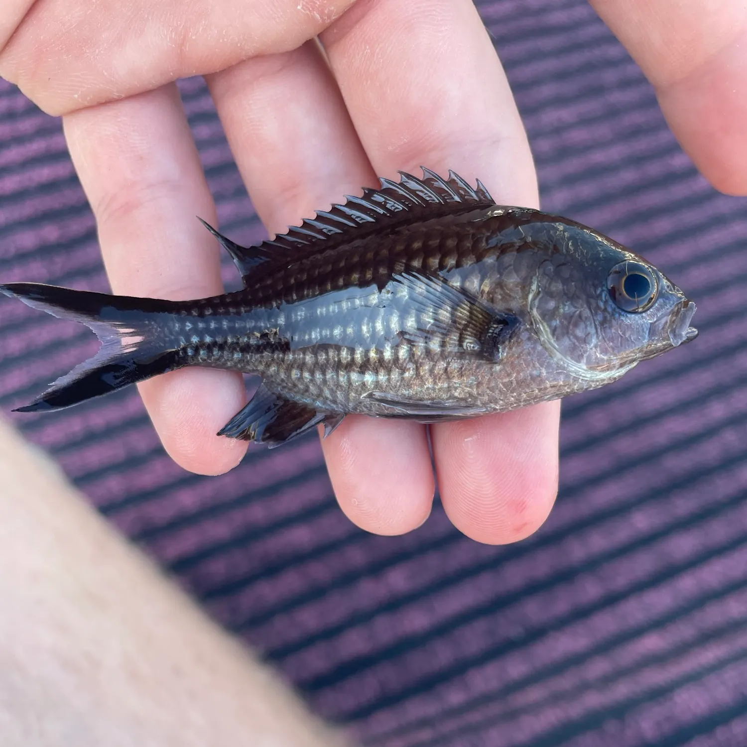 Mediterranean chromis caught on Fishbrain