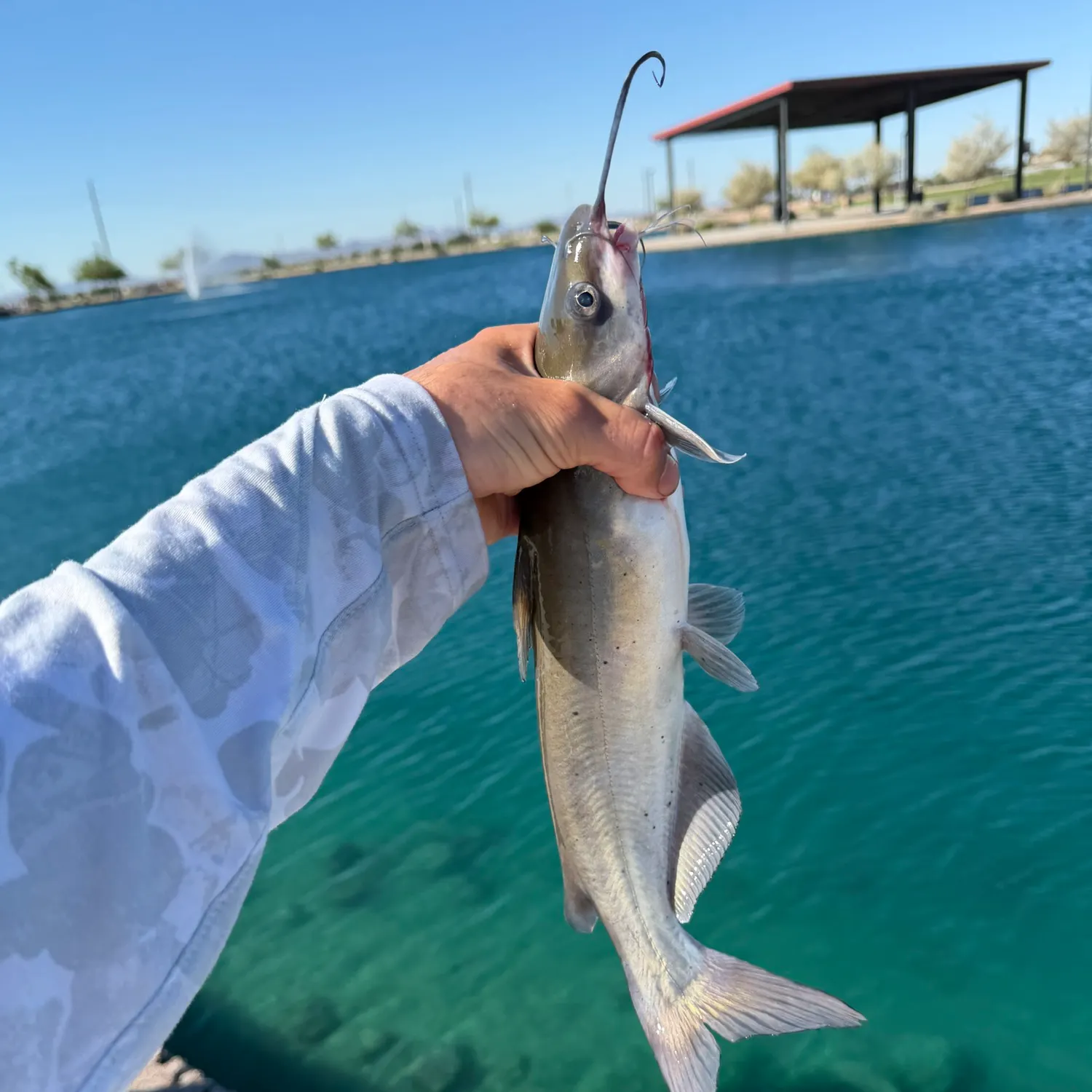 Fish caught on Fishbrain