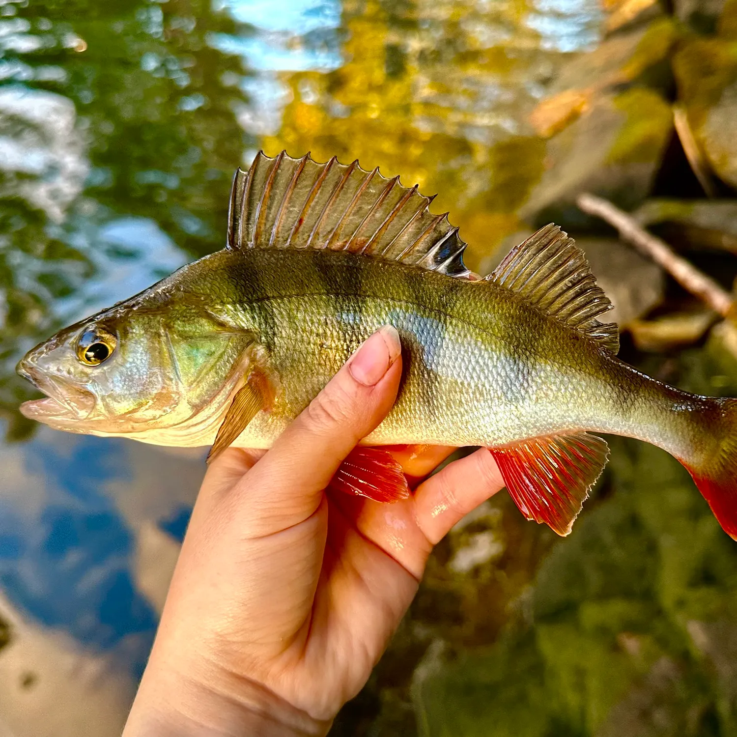 European perch caught on Fishbrain