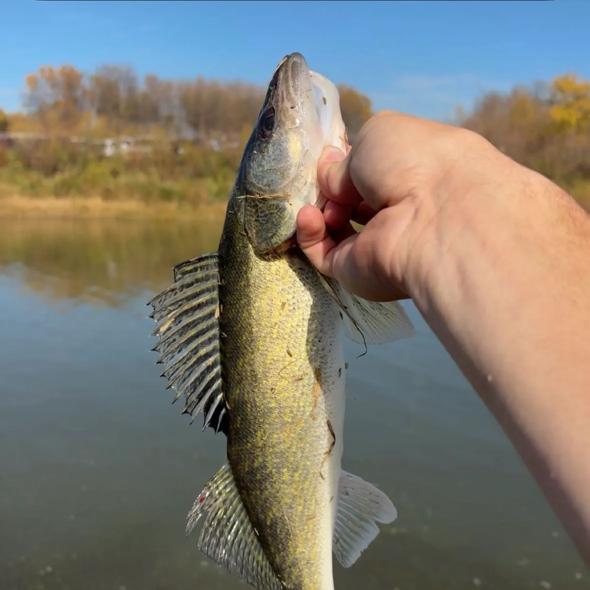 Walleye caught on Fishbrain
