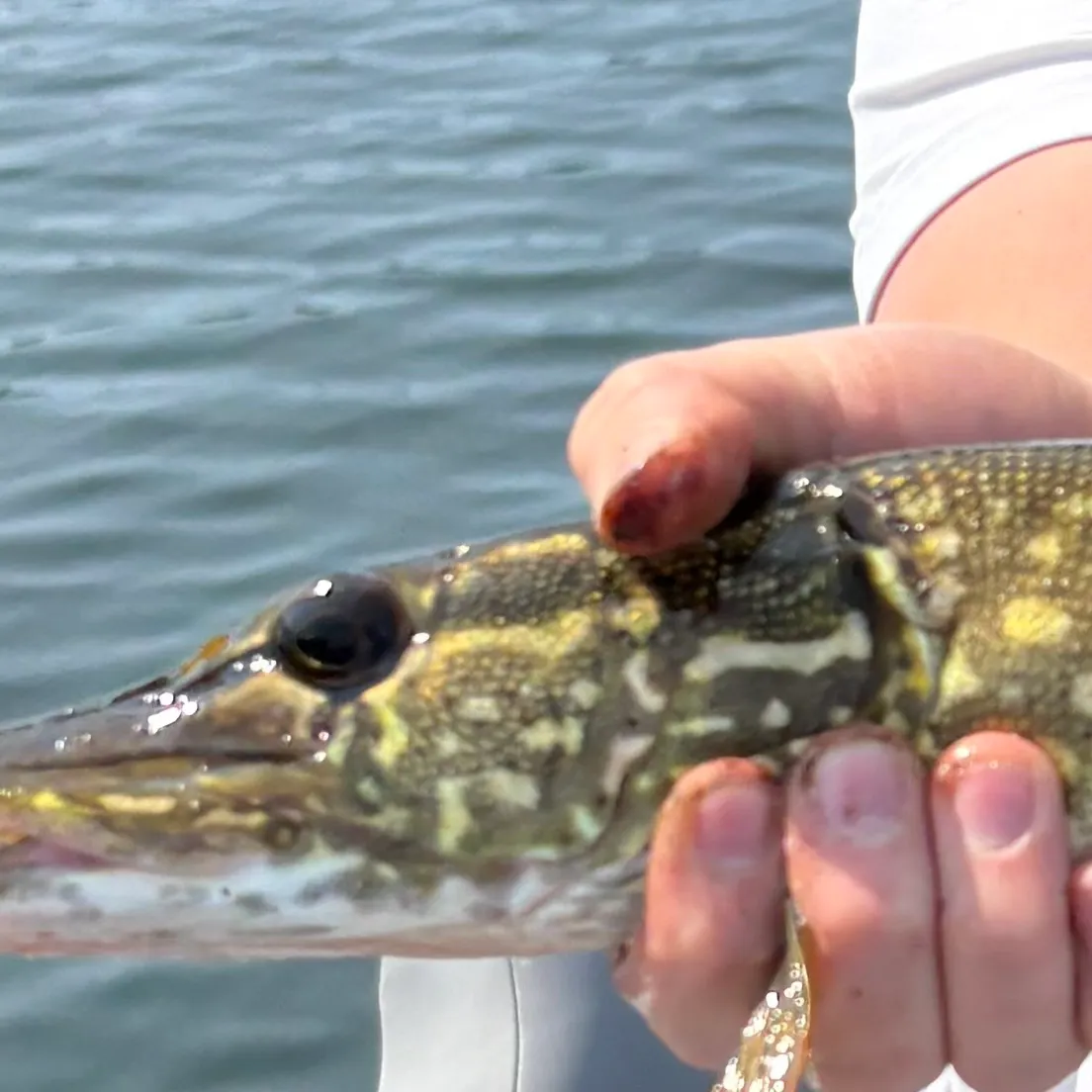 Northern pike caught on Fishbrain