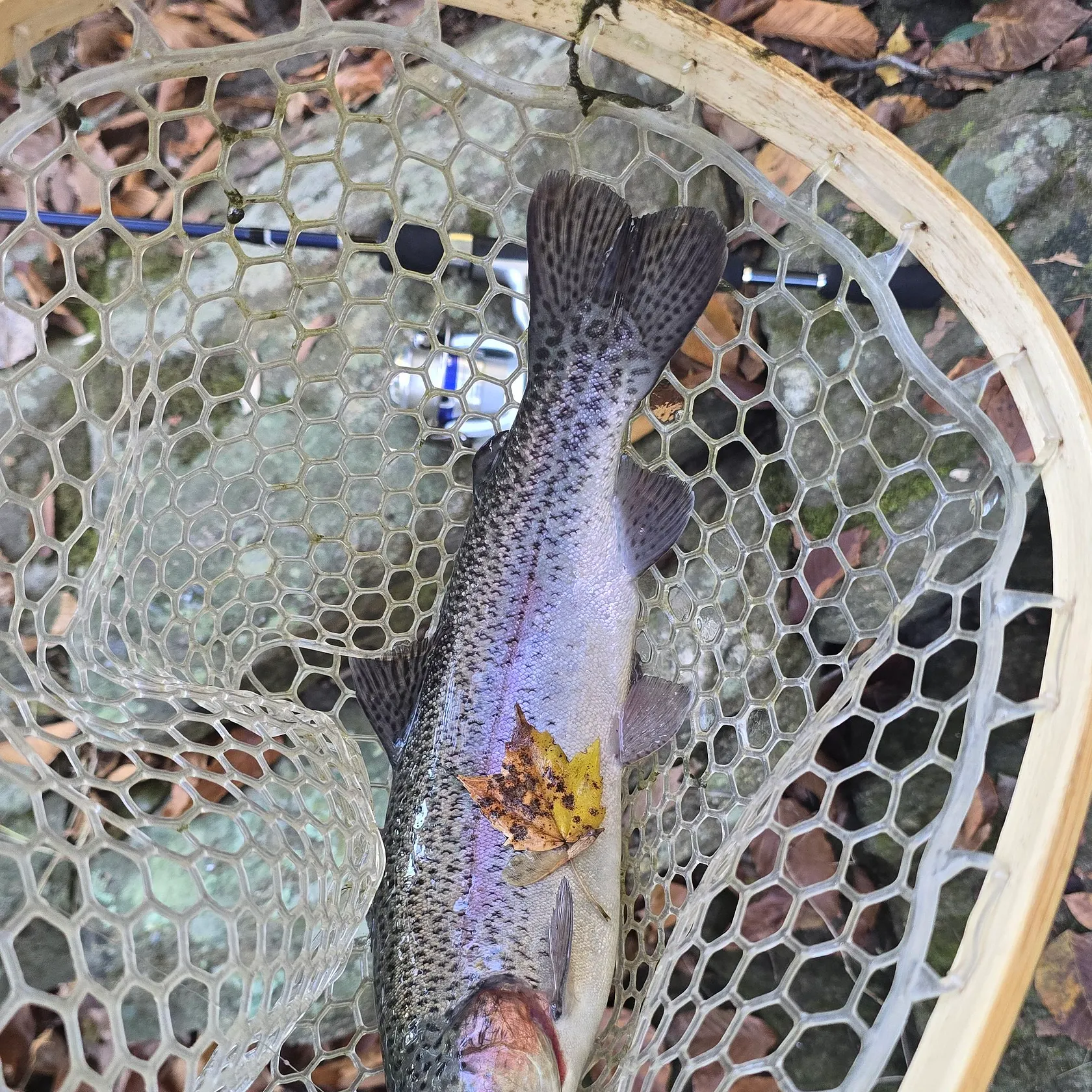 Rainbow trout caught on Fishbrain