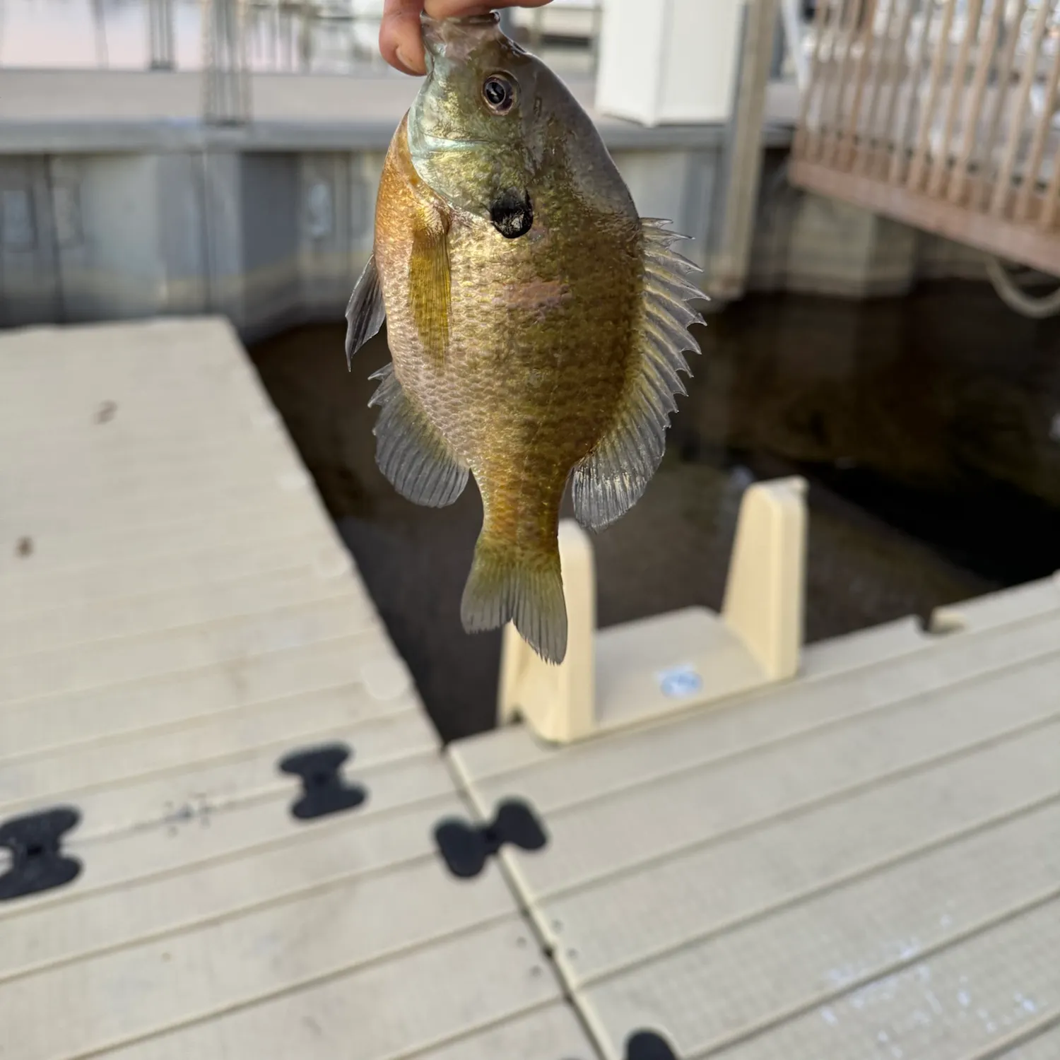 Redear sunfish caught on Fishbrain