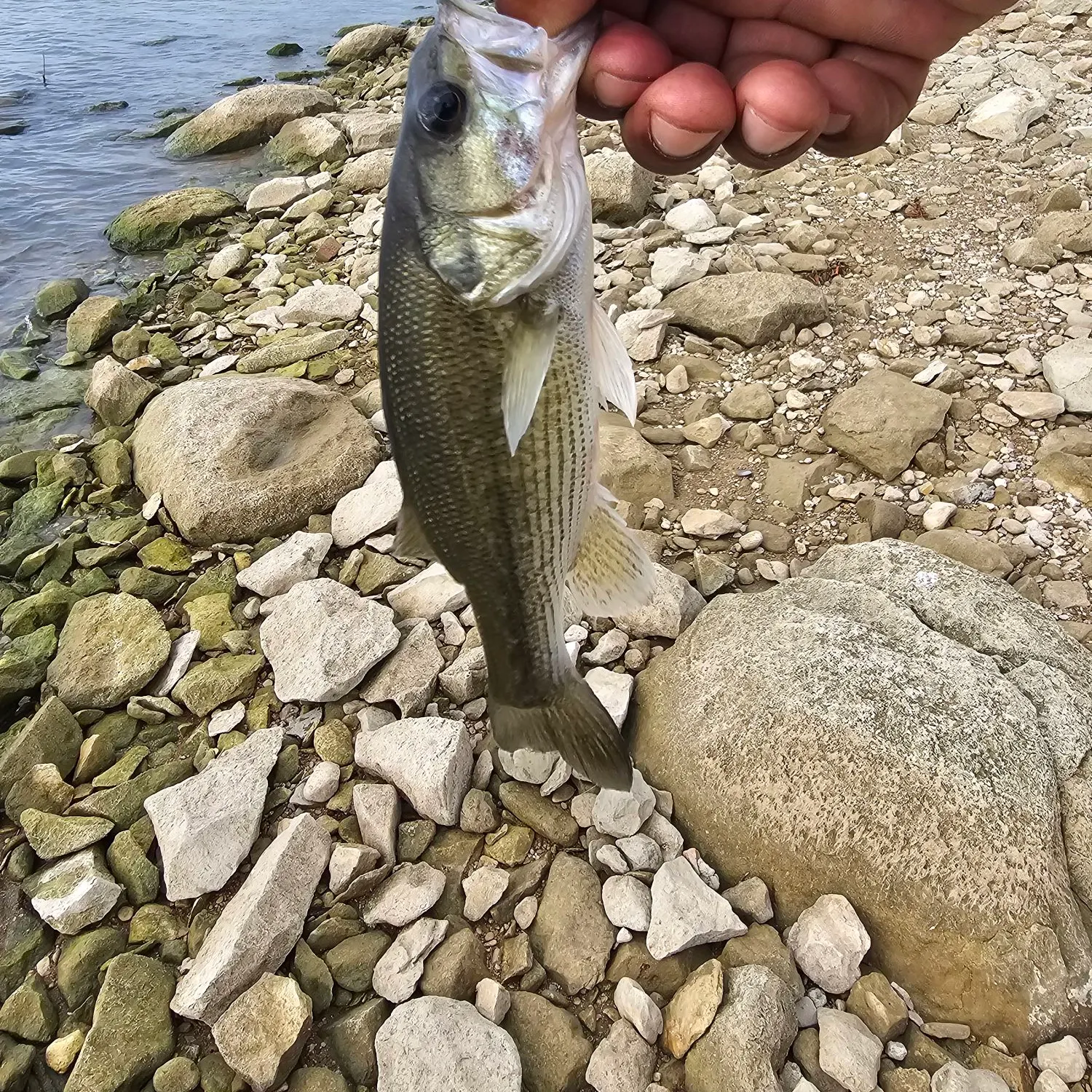 Spotted bass caught on Fishbrain
