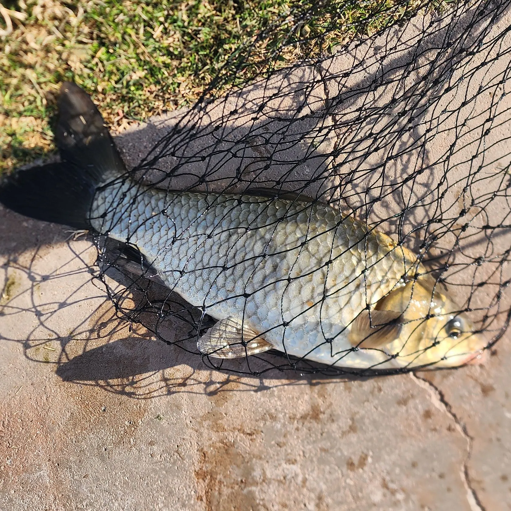 The most recent Goldfish catches on Fishbrain