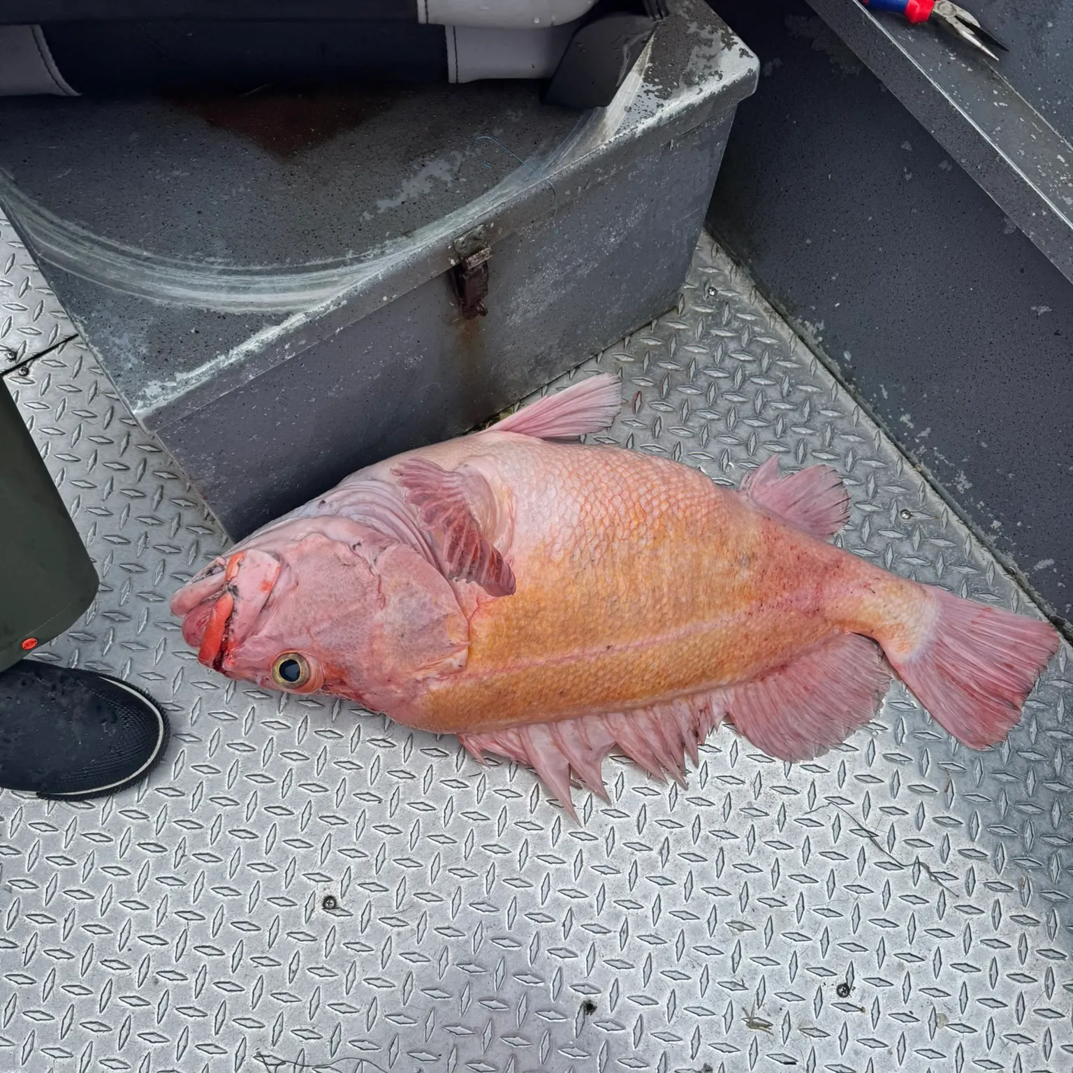 The most recent Yelloweye rockfish catches on Fishbrain
