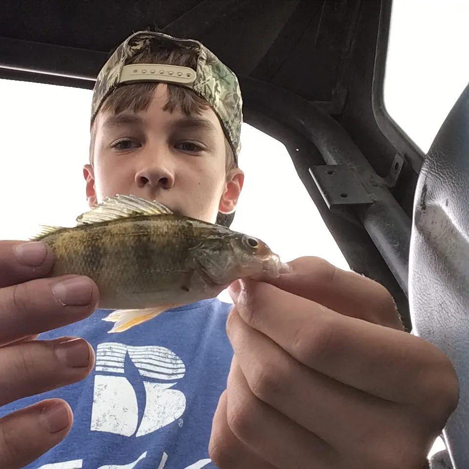 Yellow perch caught on Fishbrain