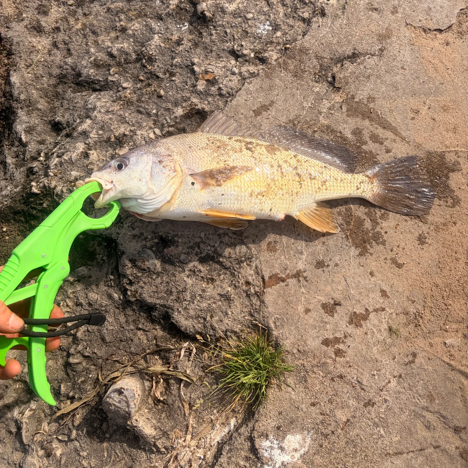 Freshwater drum caught on Fishbrain