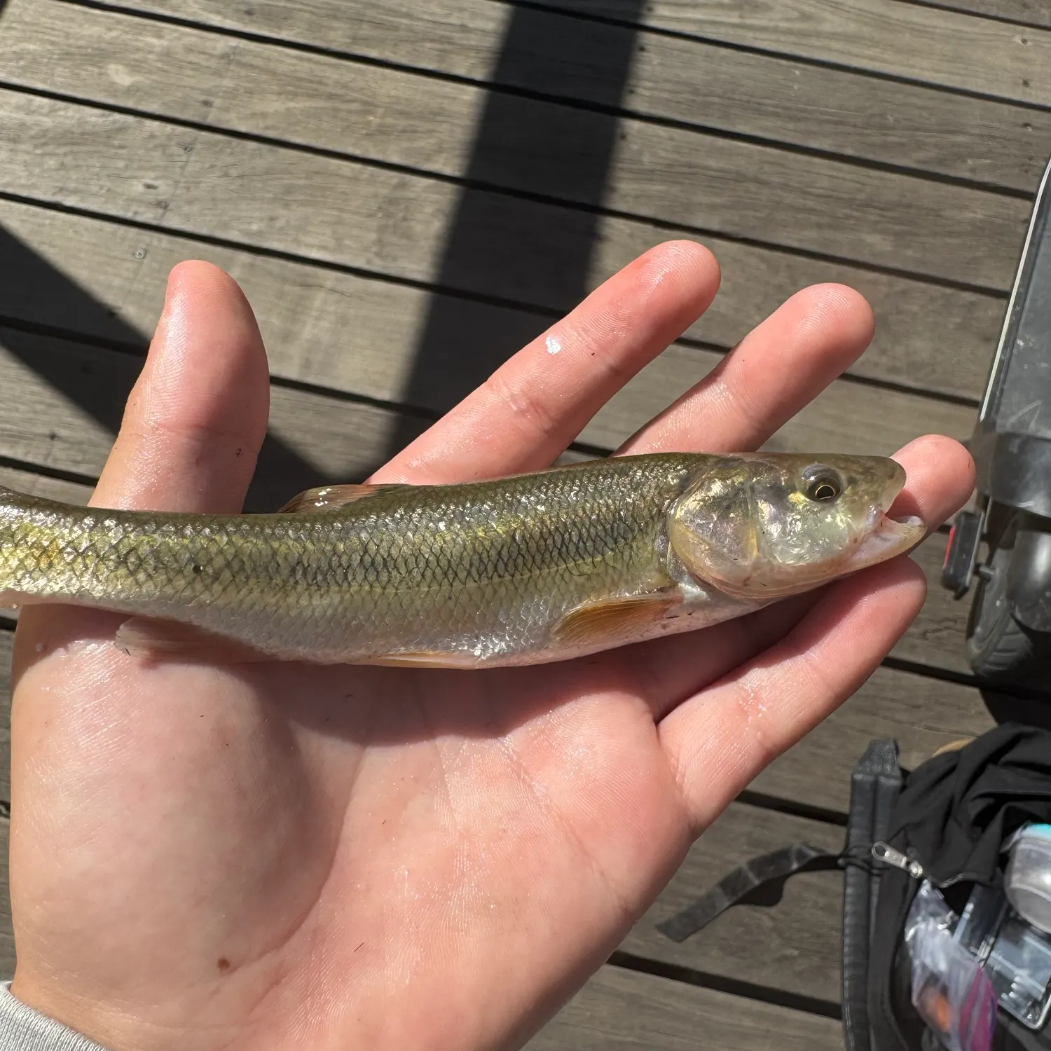 Creek chub caught on Fishbrain
