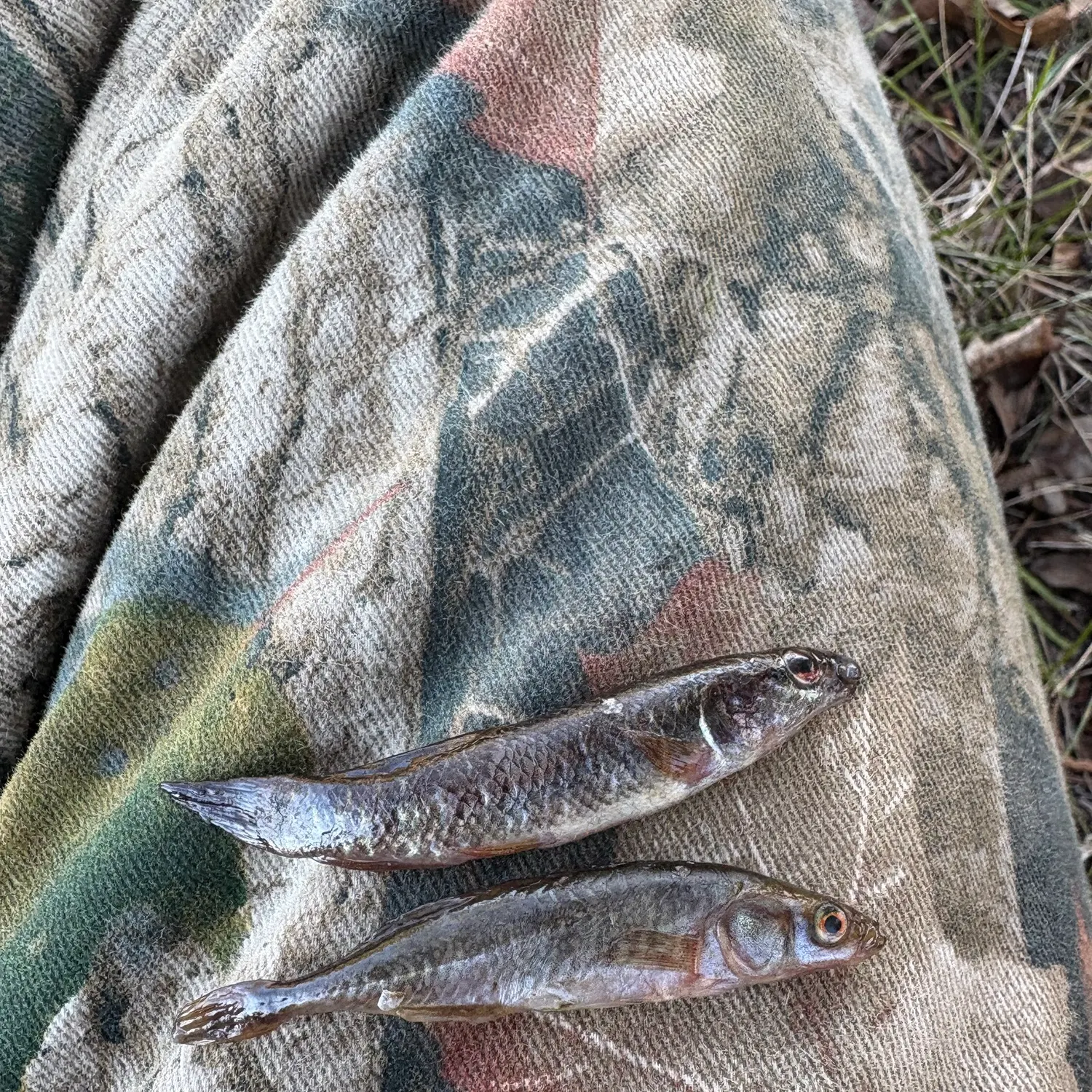 The most recent Round goby catches on Fishbrain