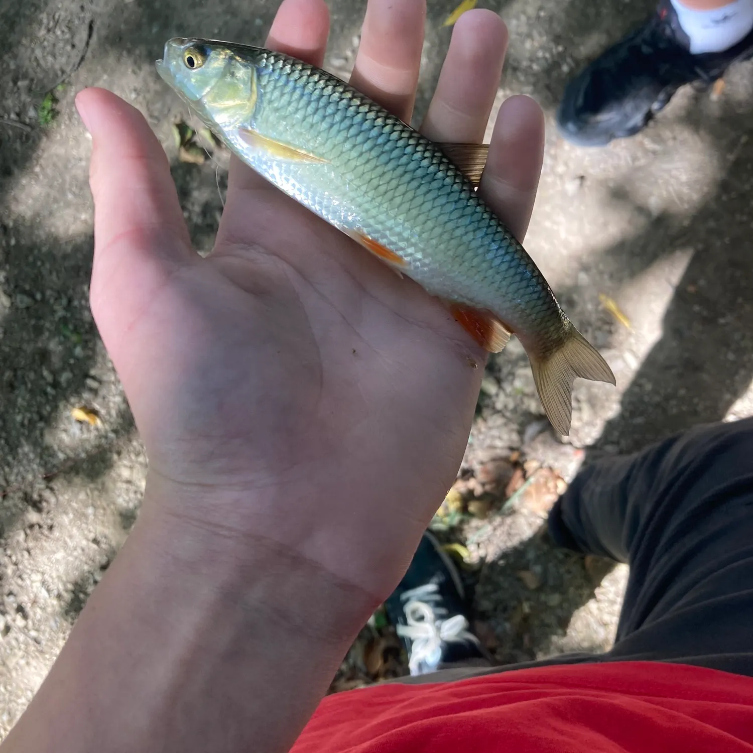 European chub caught on Fishbrain