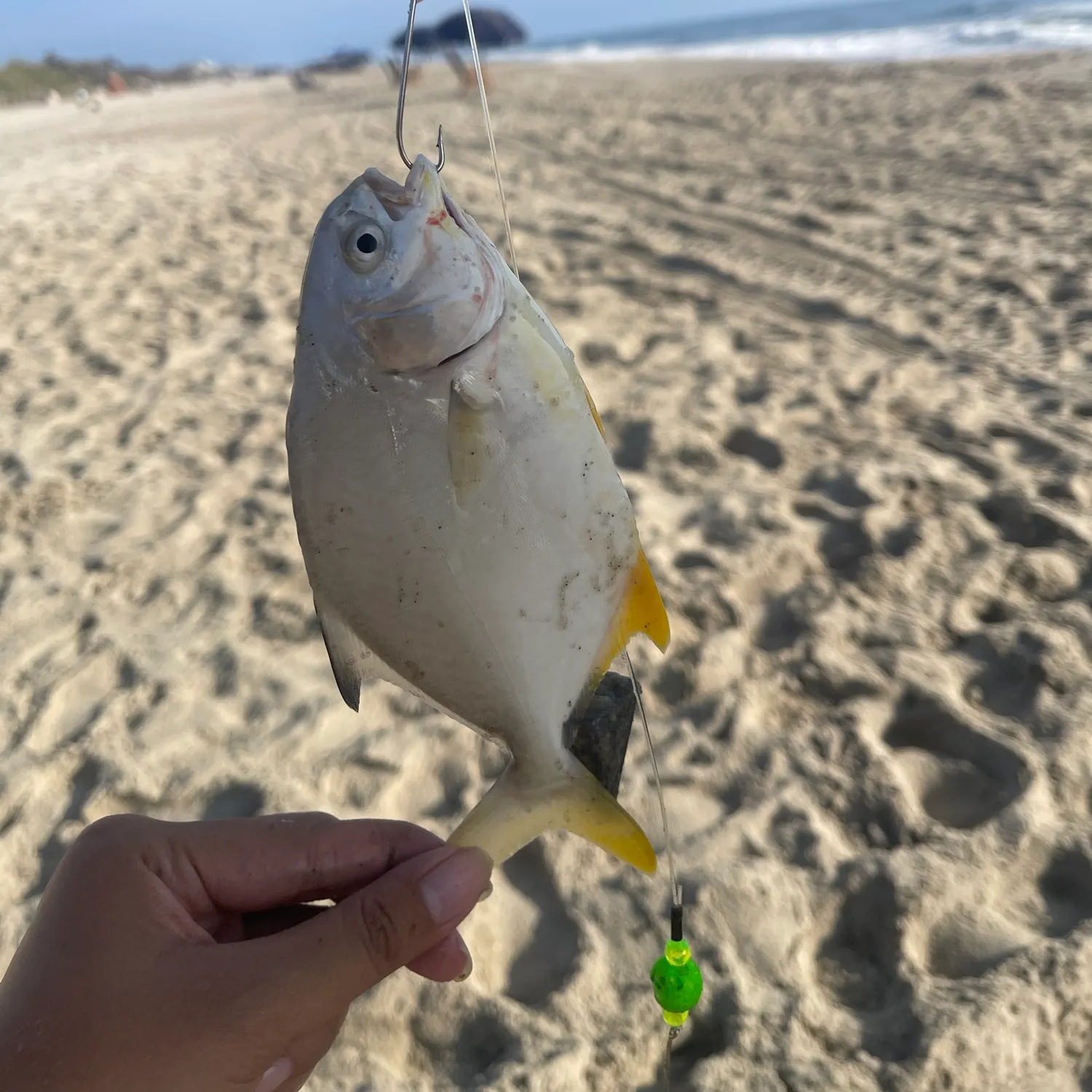 Florida pompano caught on Fishbrain