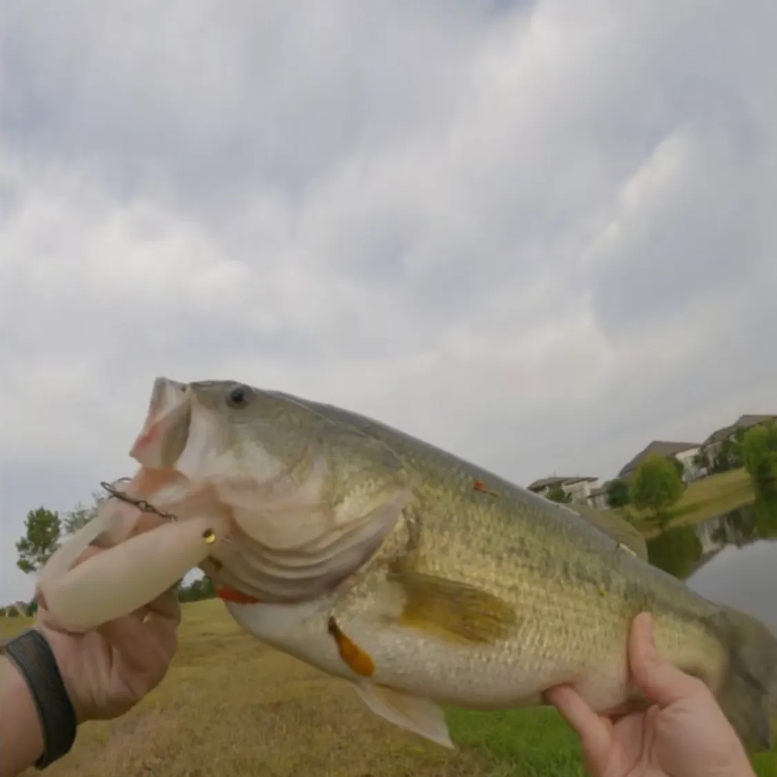 Largemouth bass caught on Fishbrain