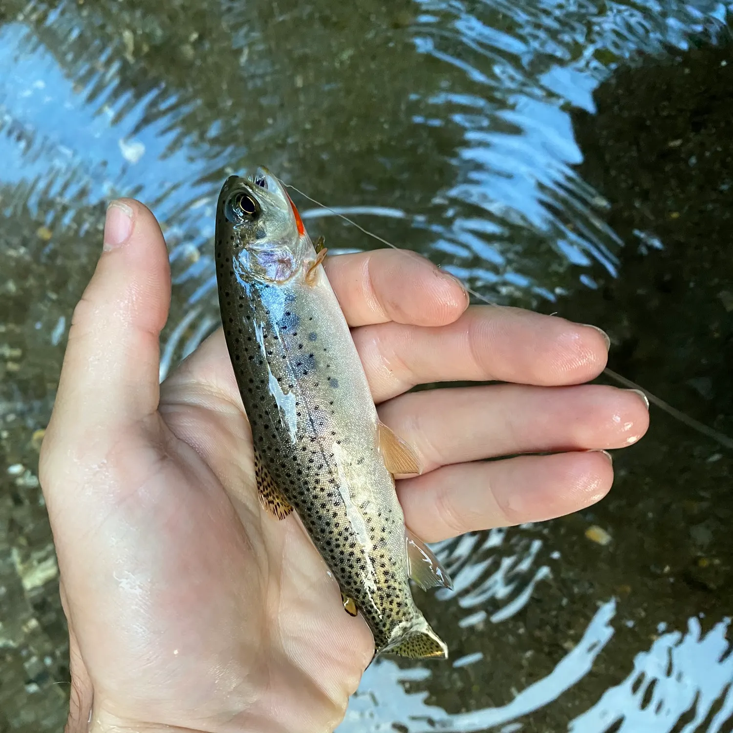 Rainbow trout caught on Fishbrain