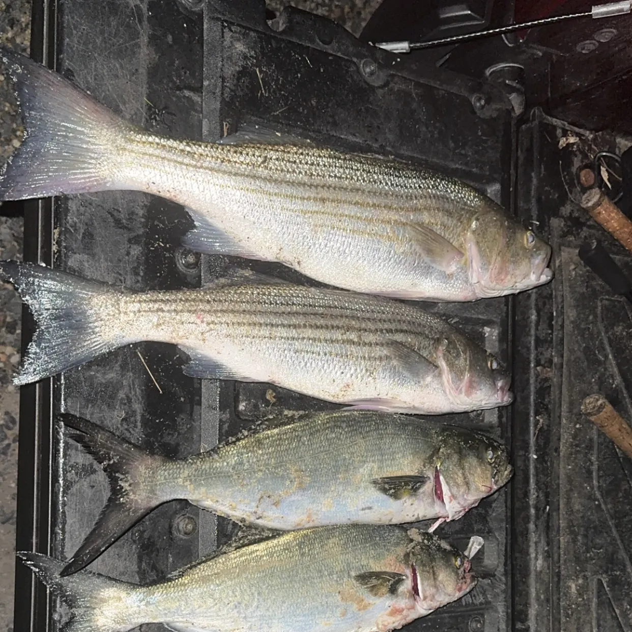 Striped bass caught on Fishbrain