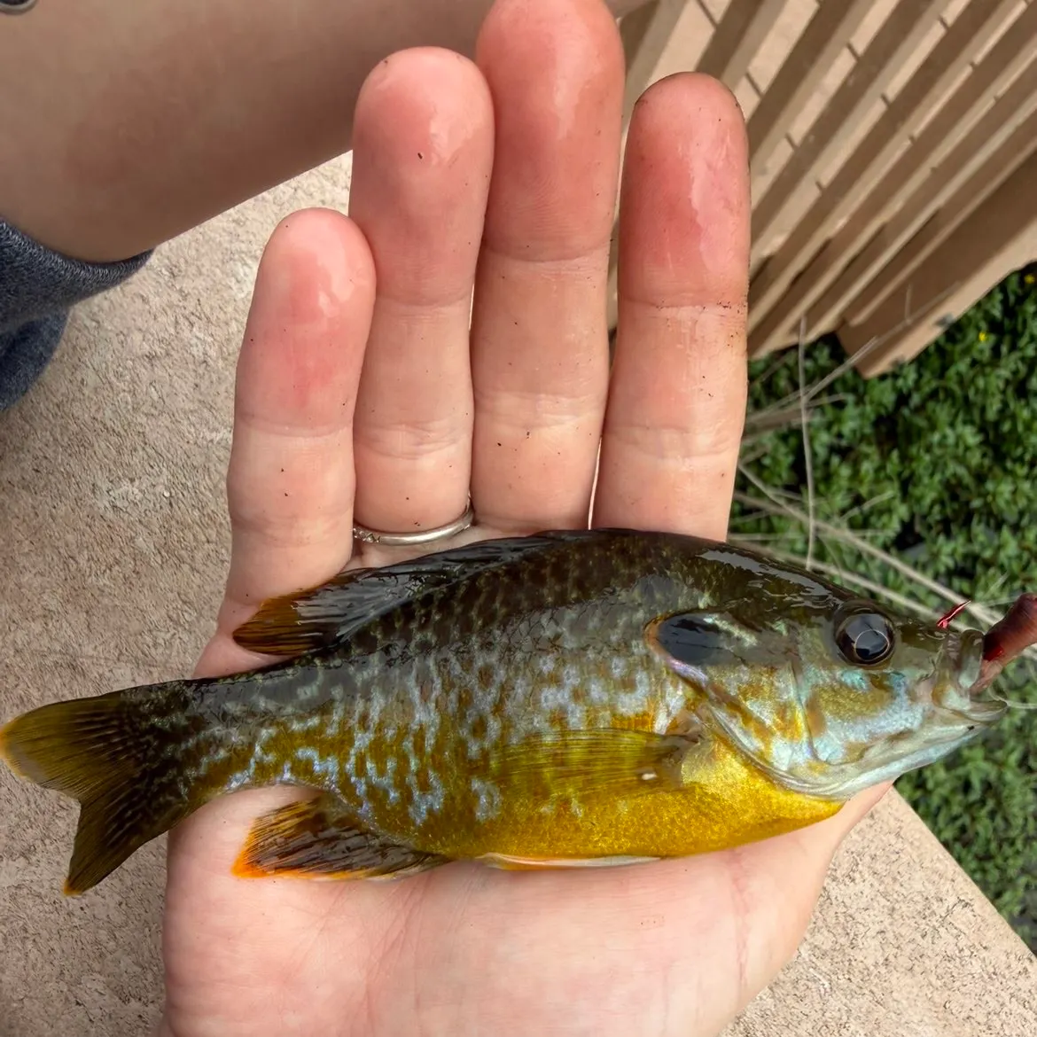 Fish caught on Fishbrain