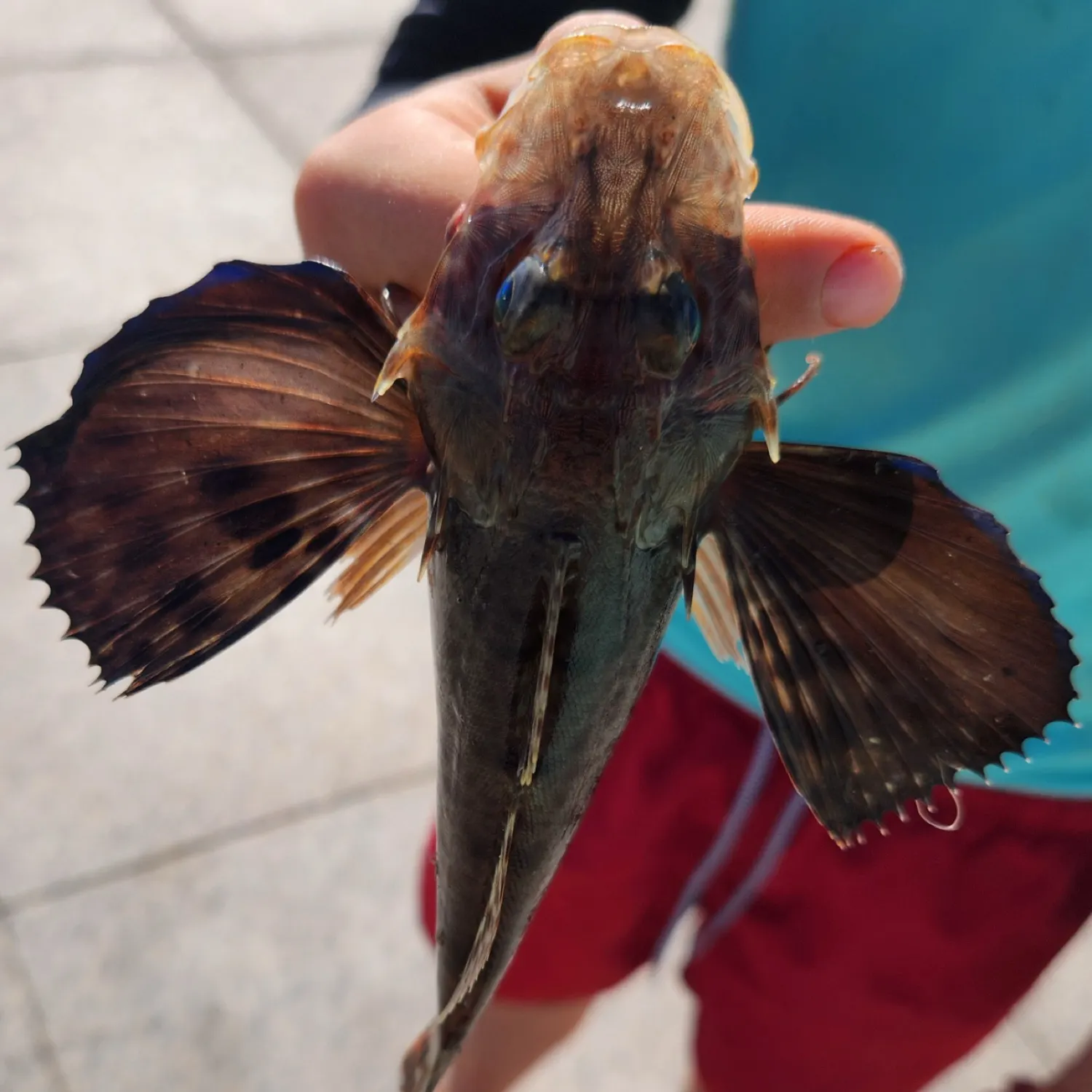 The most recent Flying gurnard catches on Fishbrain