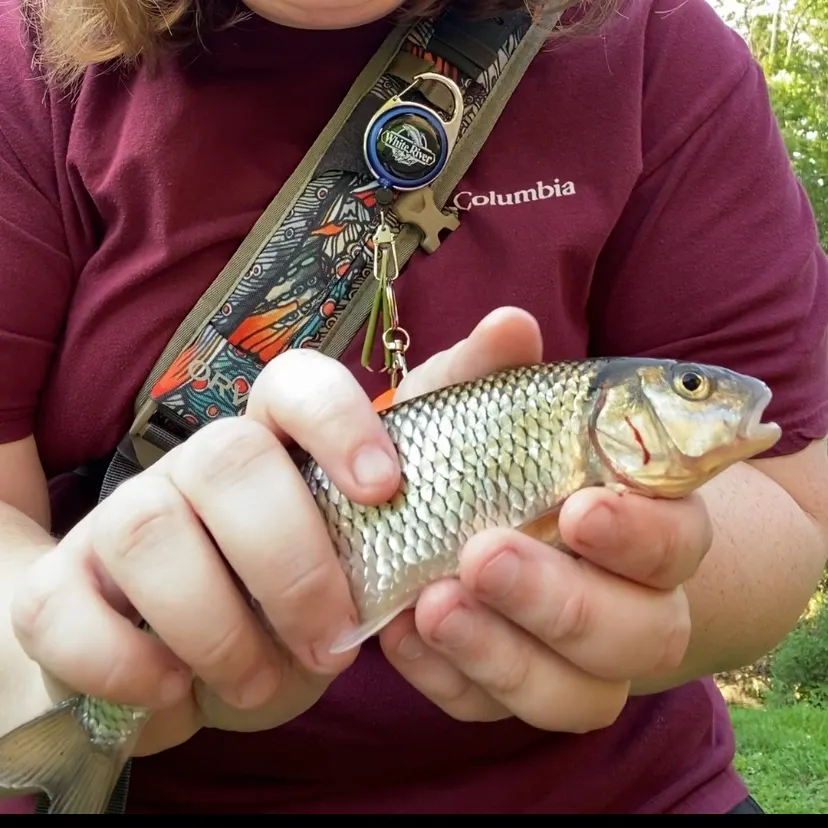 The most recent Fallfish catches on Fishbrain