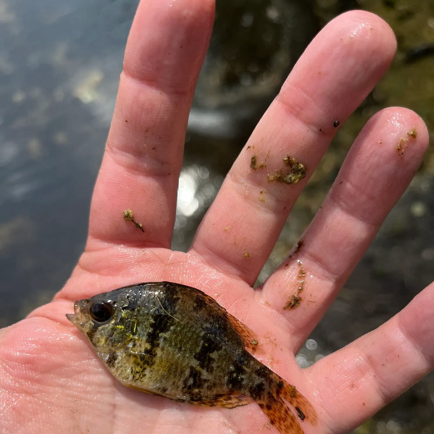 The most recent Blackbanded sunfish catches on Fishbrain