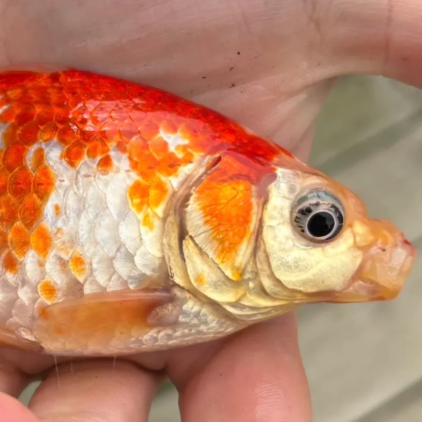 Goldfish caught on Fishbrain