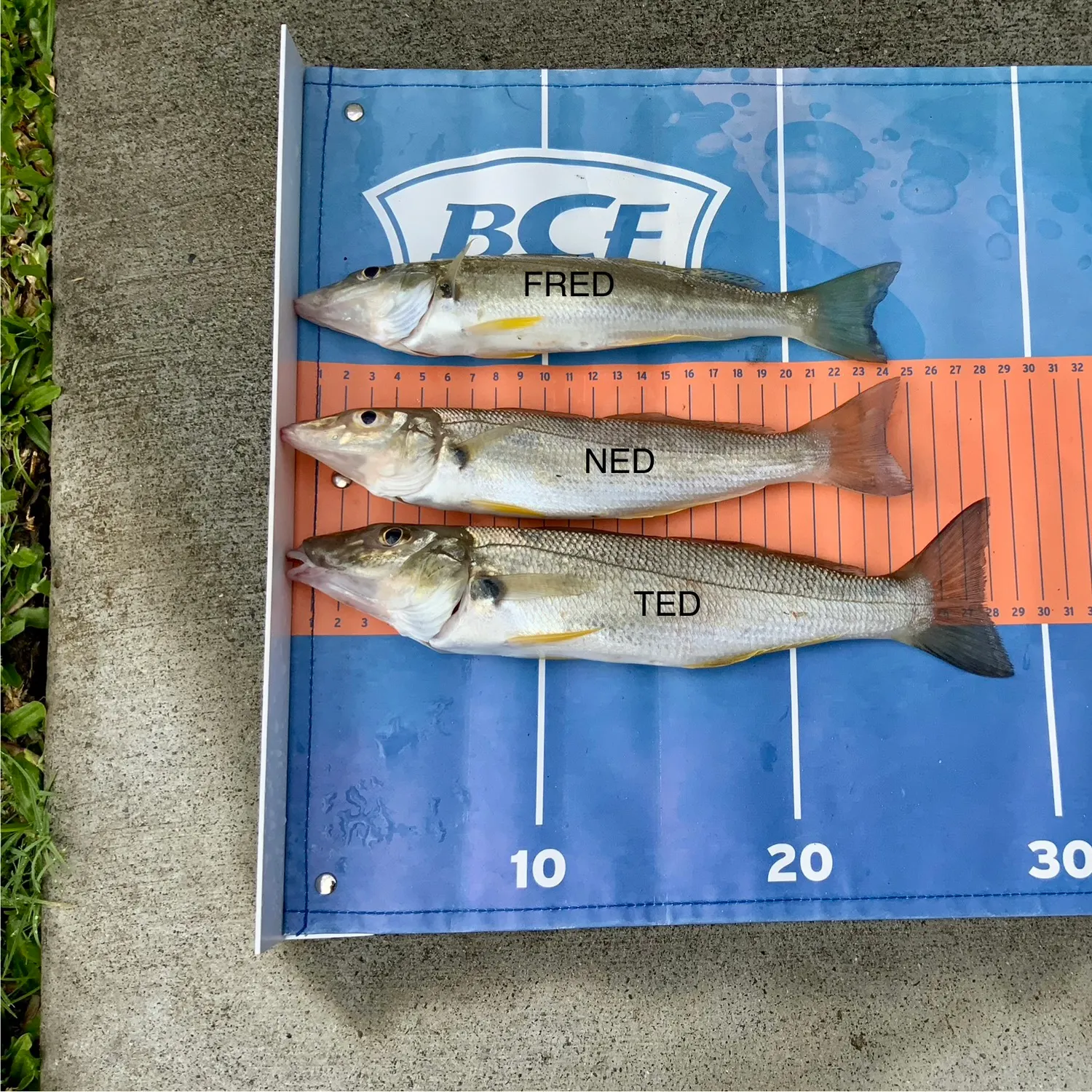 recently logged catches