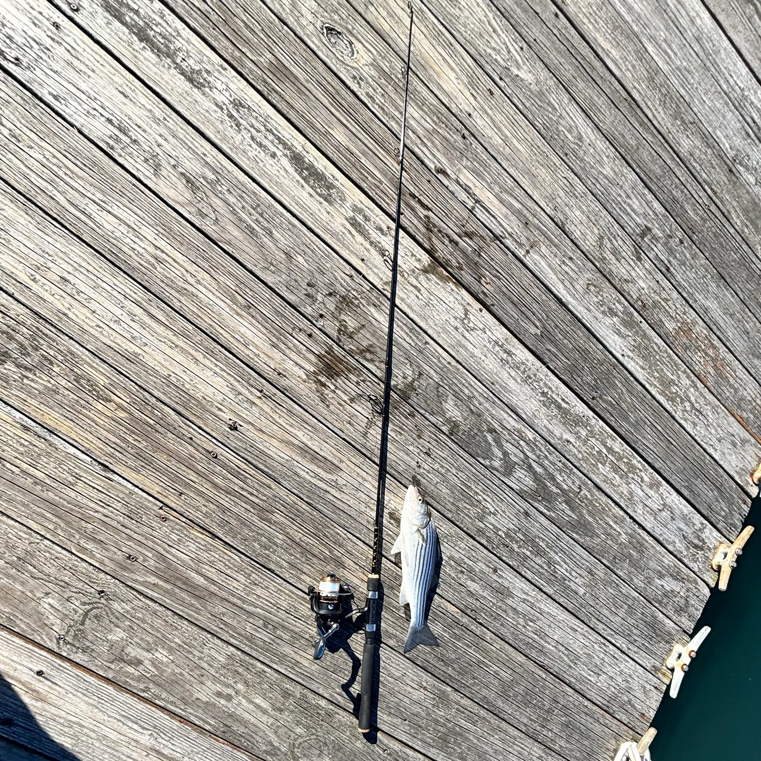 Striped bass caught on Fishbrain