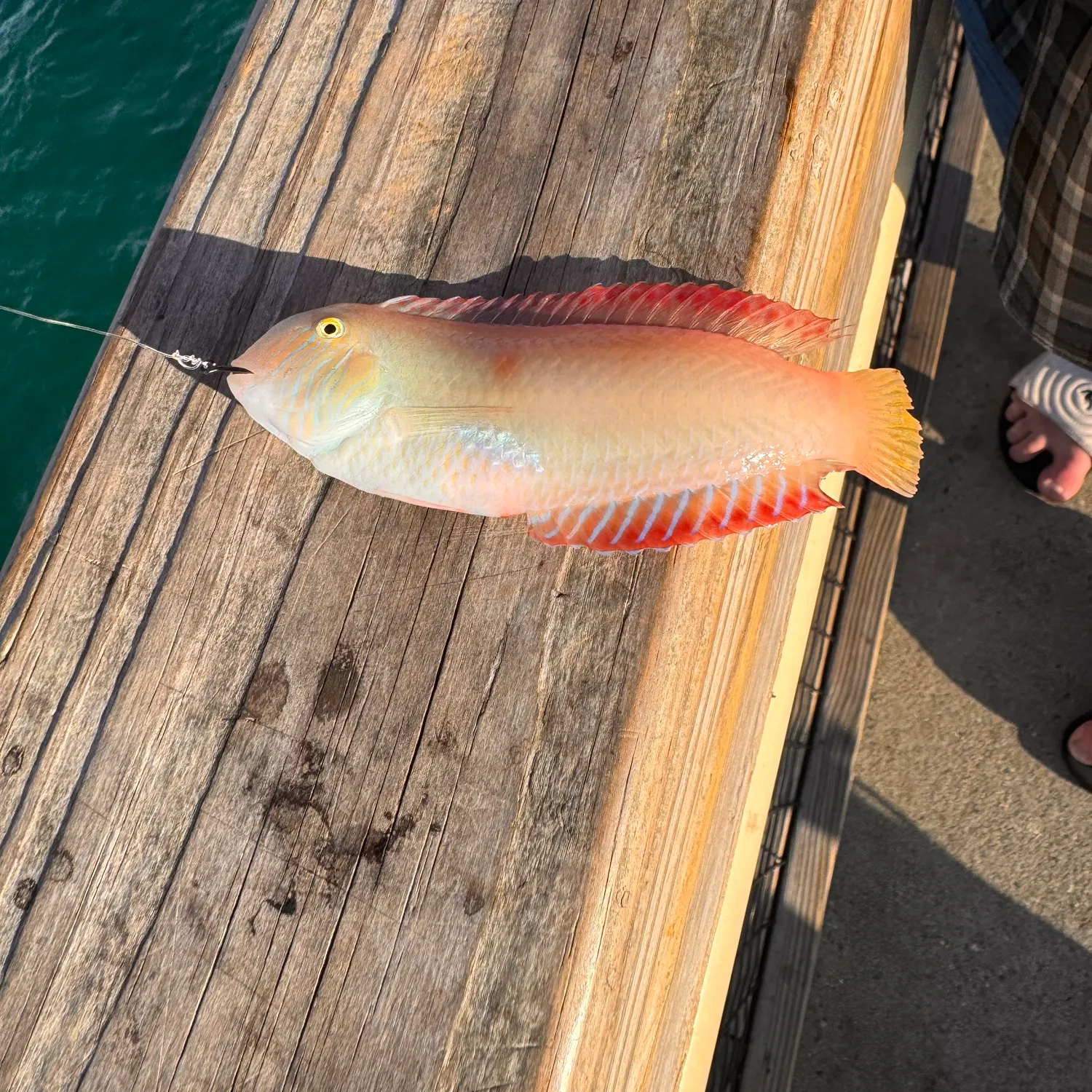 The most recent Pearly razorfish catches on Fishbrain