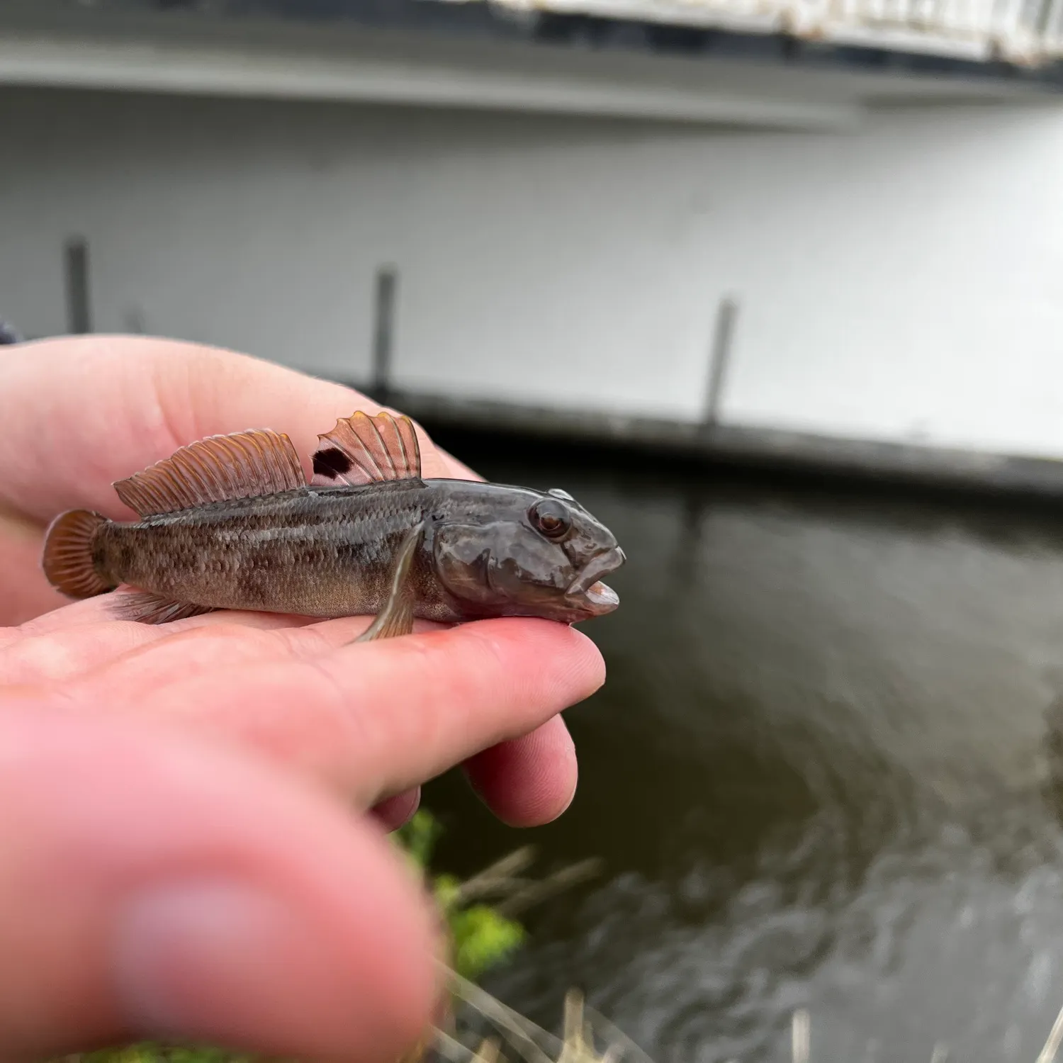 Round goby caught on Fishbrain