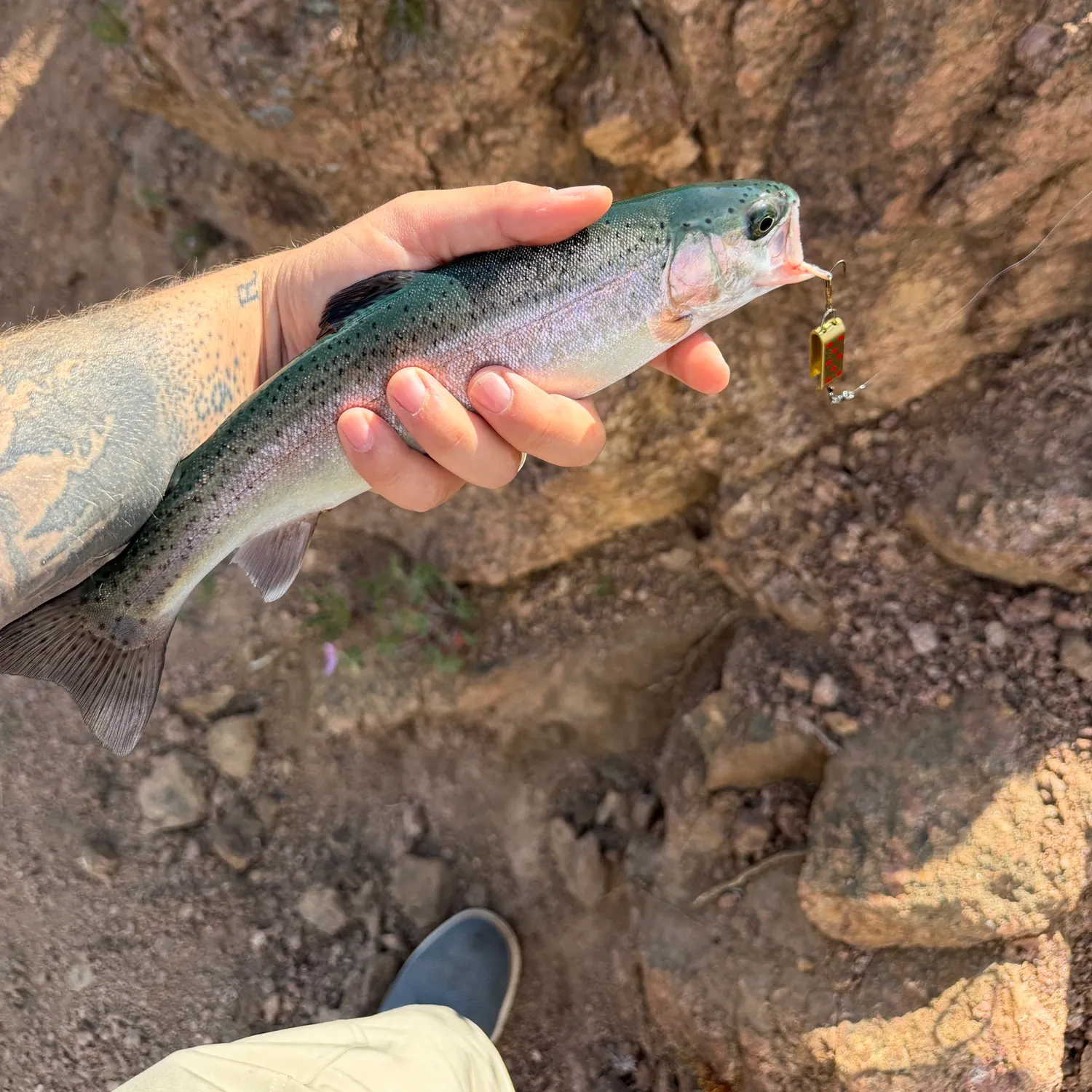 recently logged catches