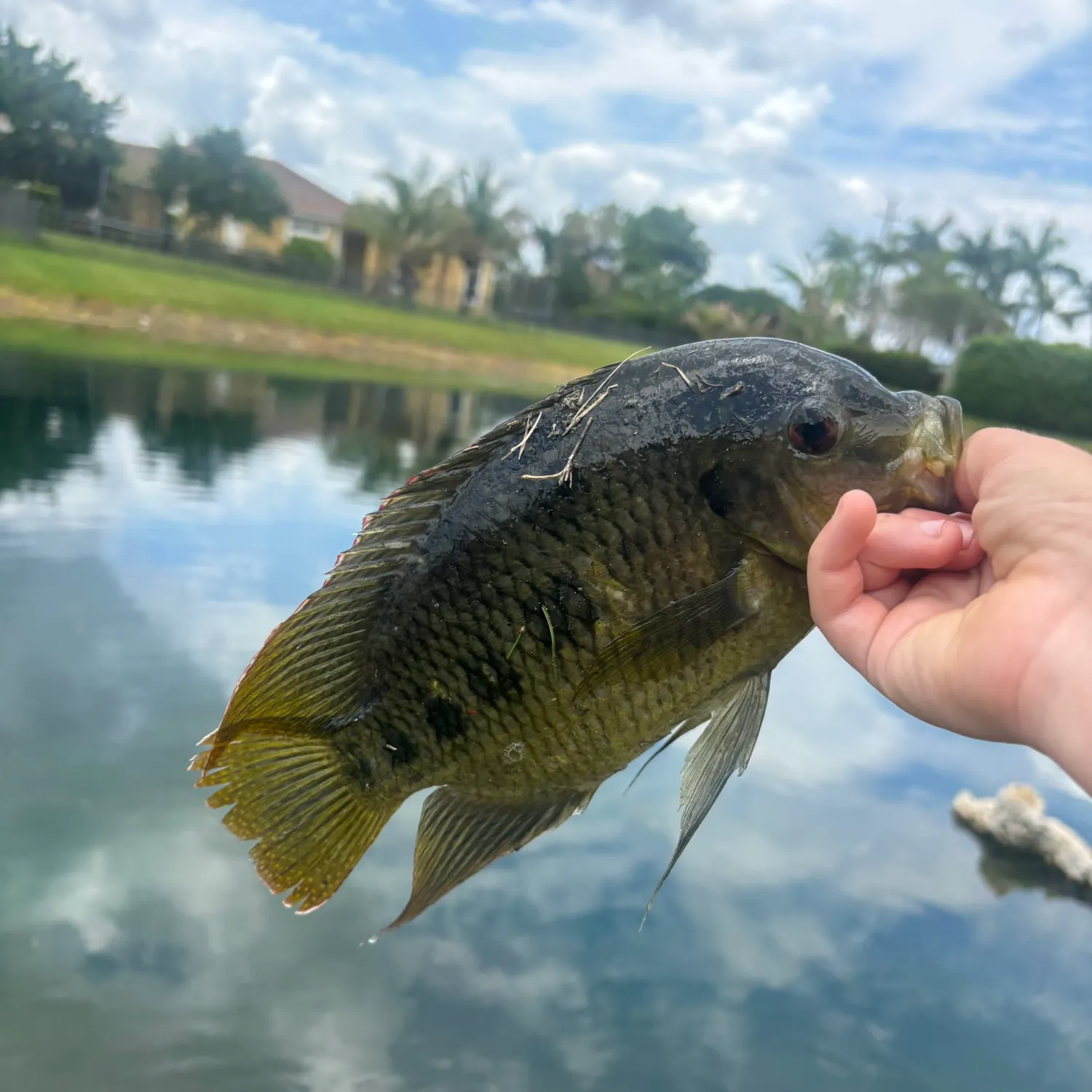 The most recent Spotted tilapia catches on Fishbrain