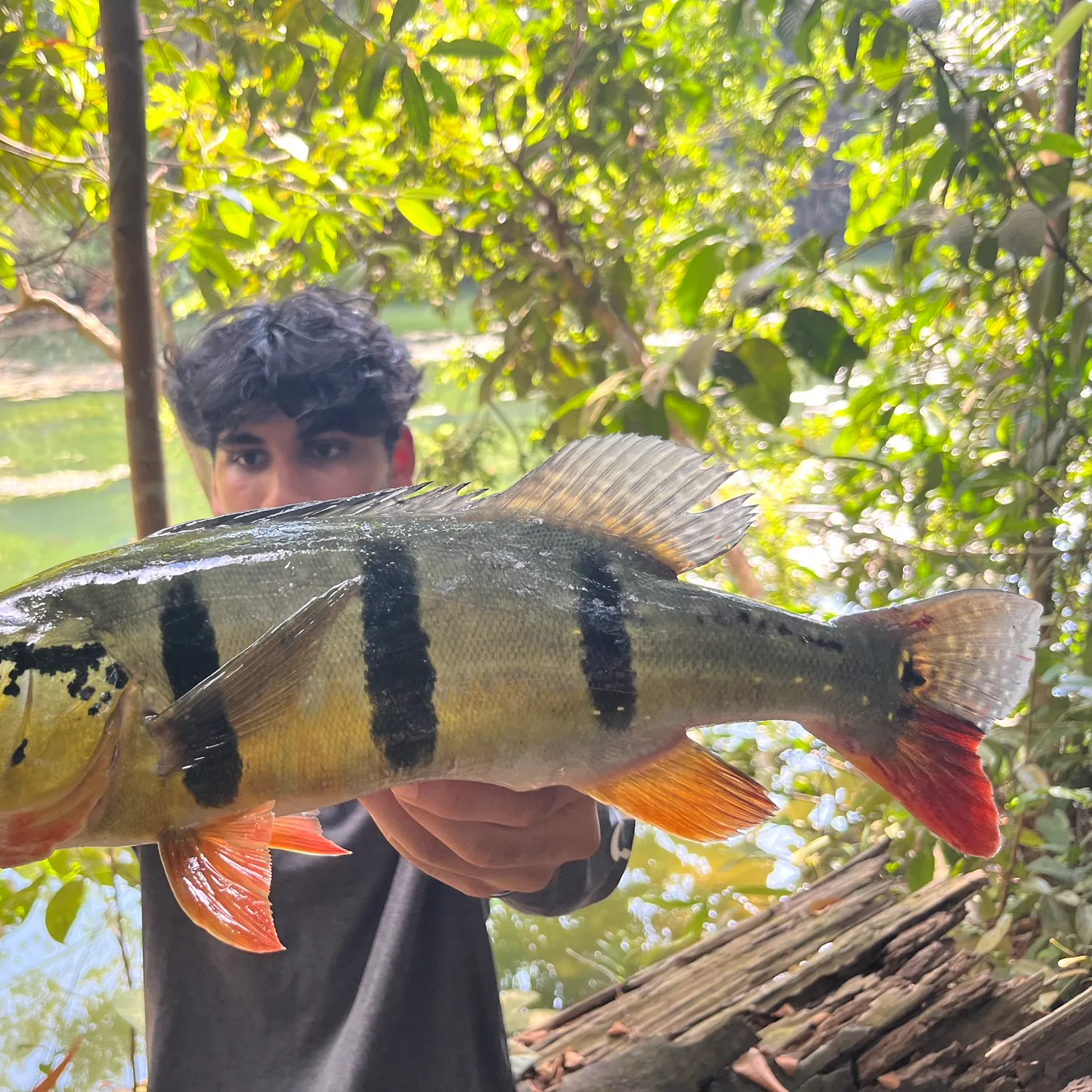 The most recent Speckled peacock bass catches on Fishbrain