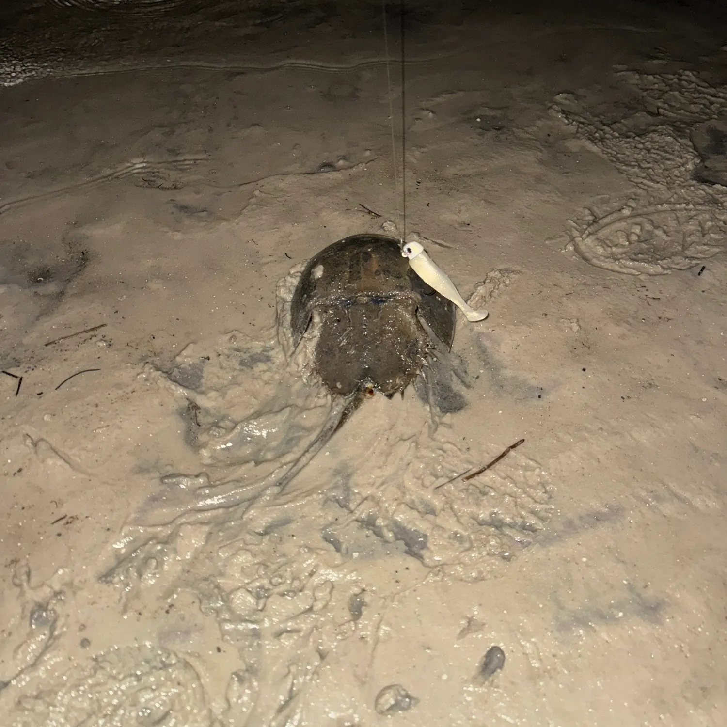 The most recent Atlantic horseshoe crab catches on Fishbrain