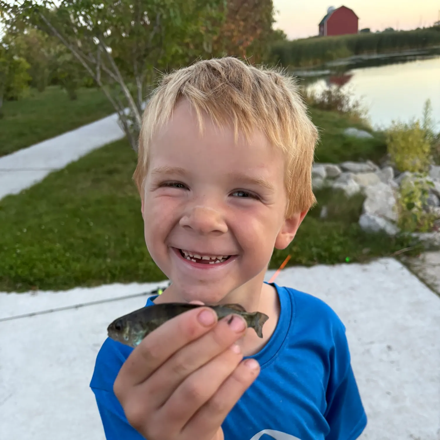 Yellow perch caught on Fishbrain