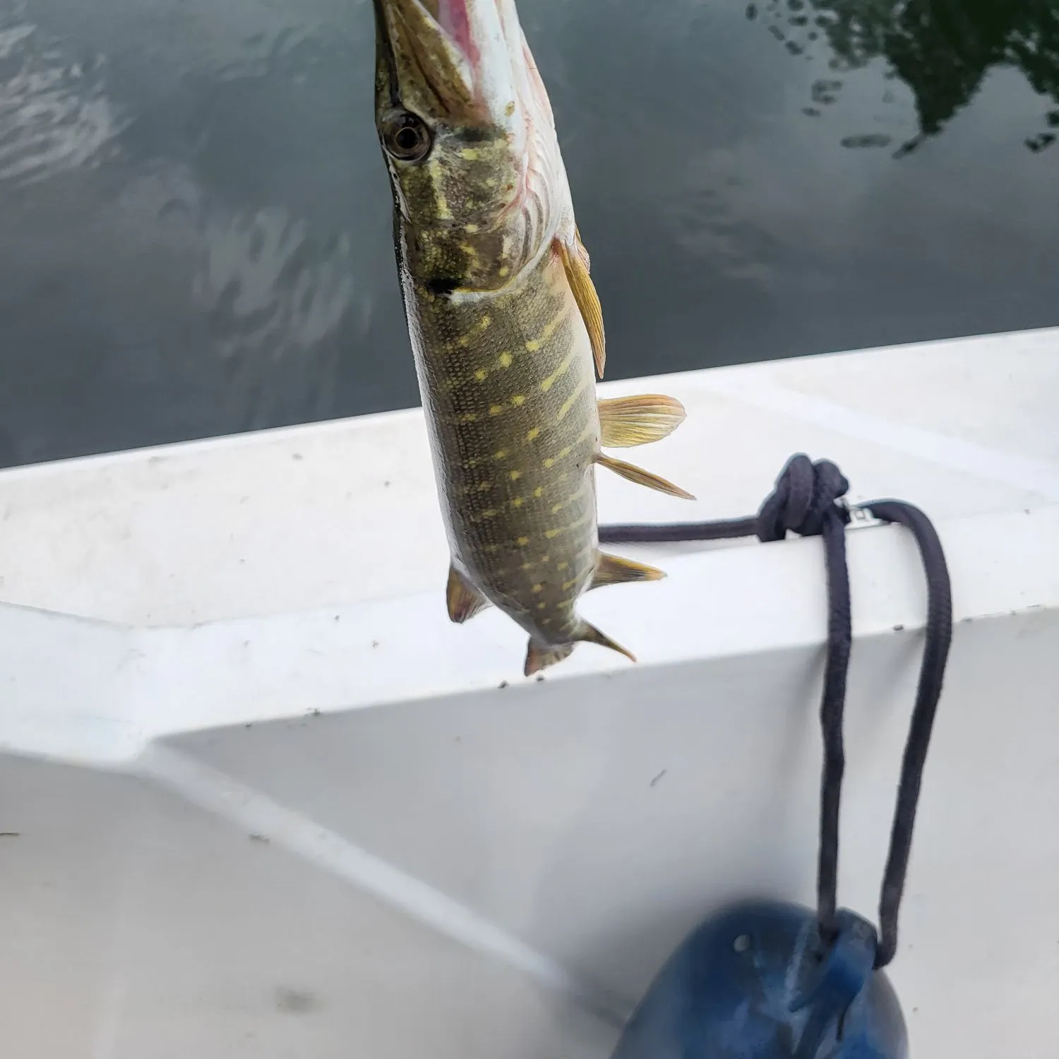 Northern pike caught on Fishbrain