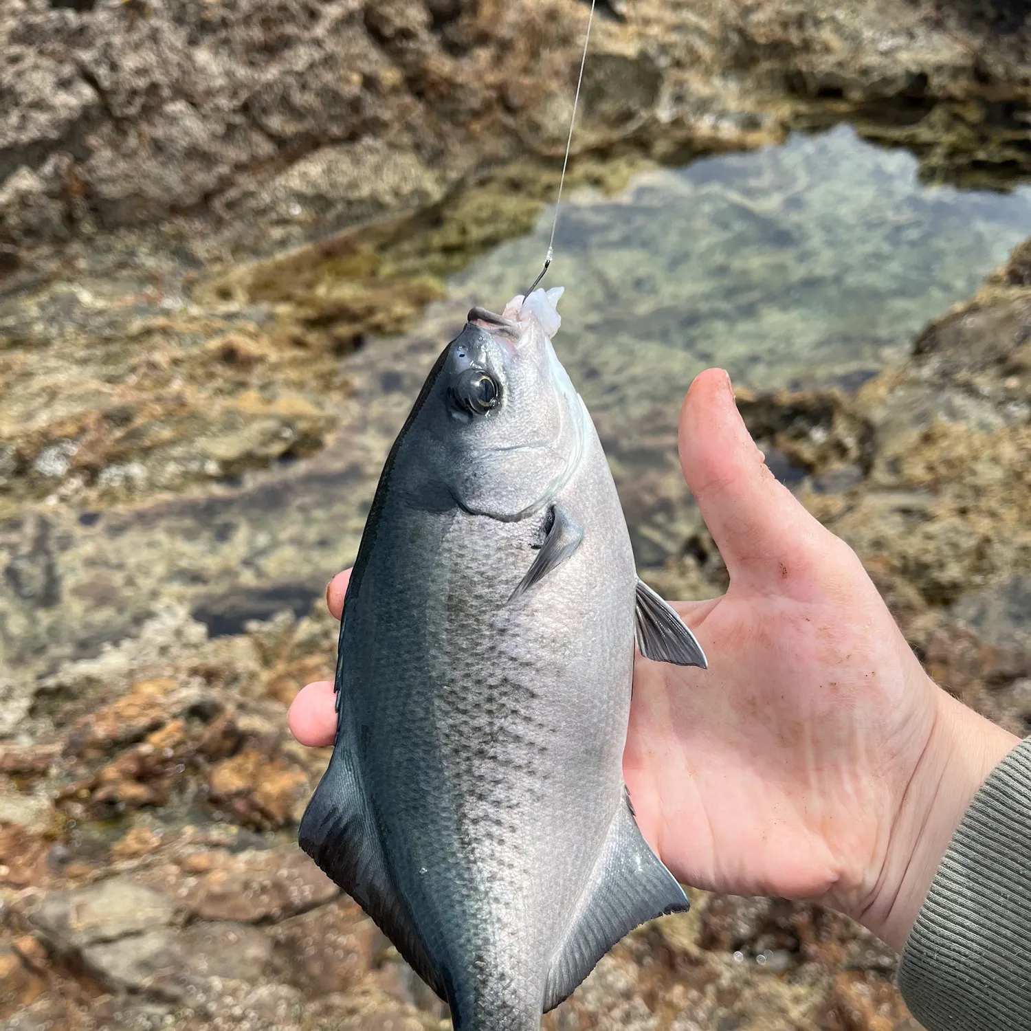 The most recent Halfmoon catches on Fishbrain