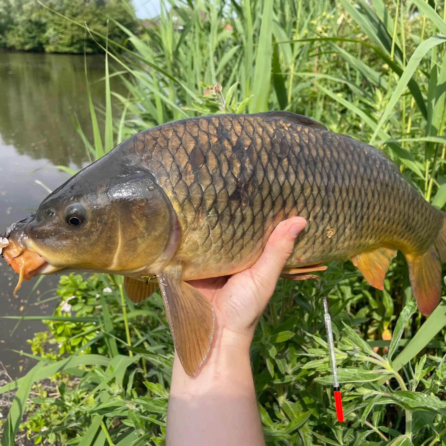 angler catch