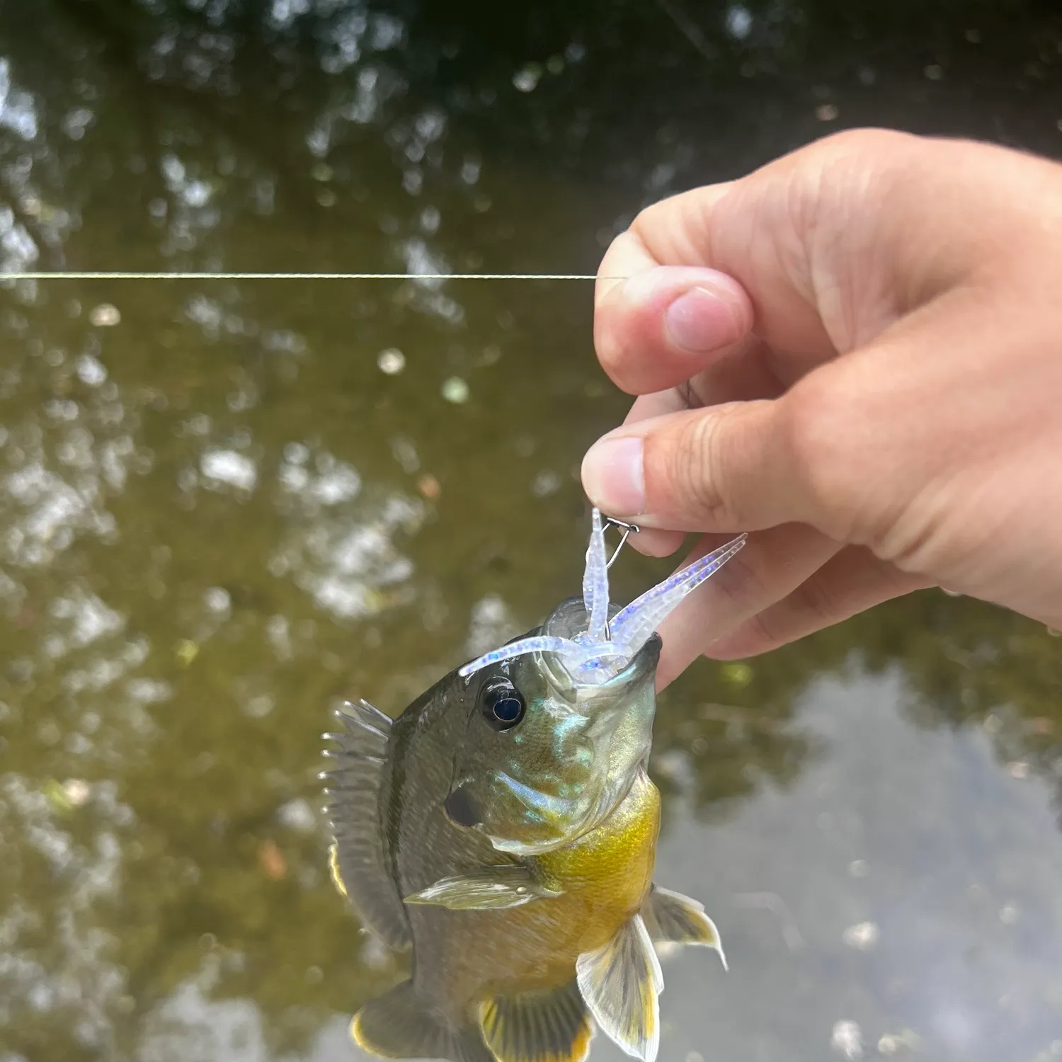 The most recent Greengill hybrid catches on Fishbrain