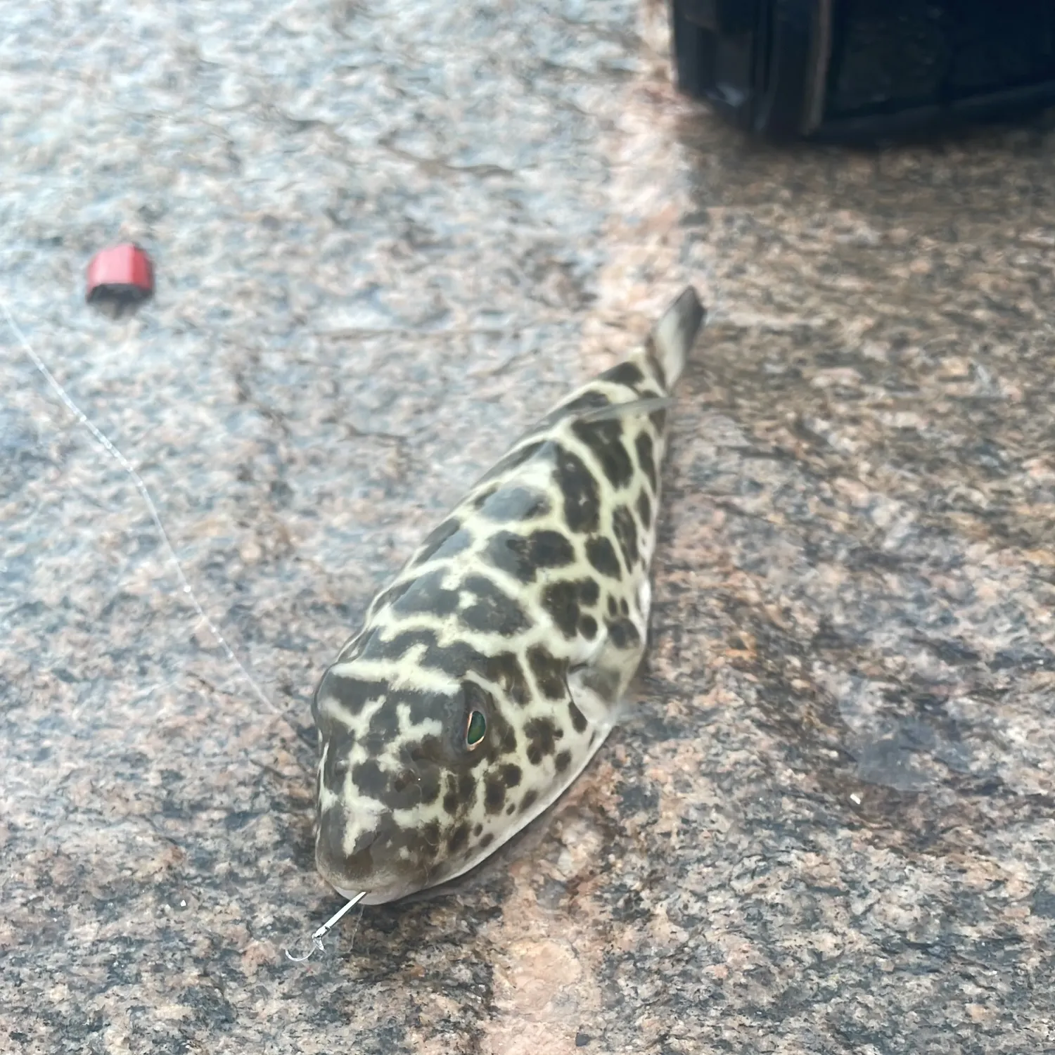 The most recent Oceanic puffer catches on Fishbrain