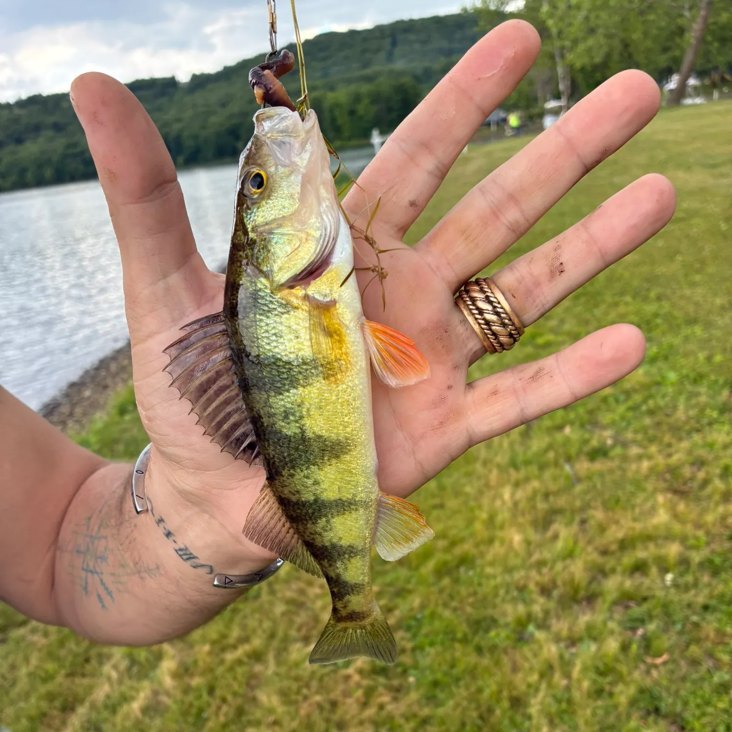 catch