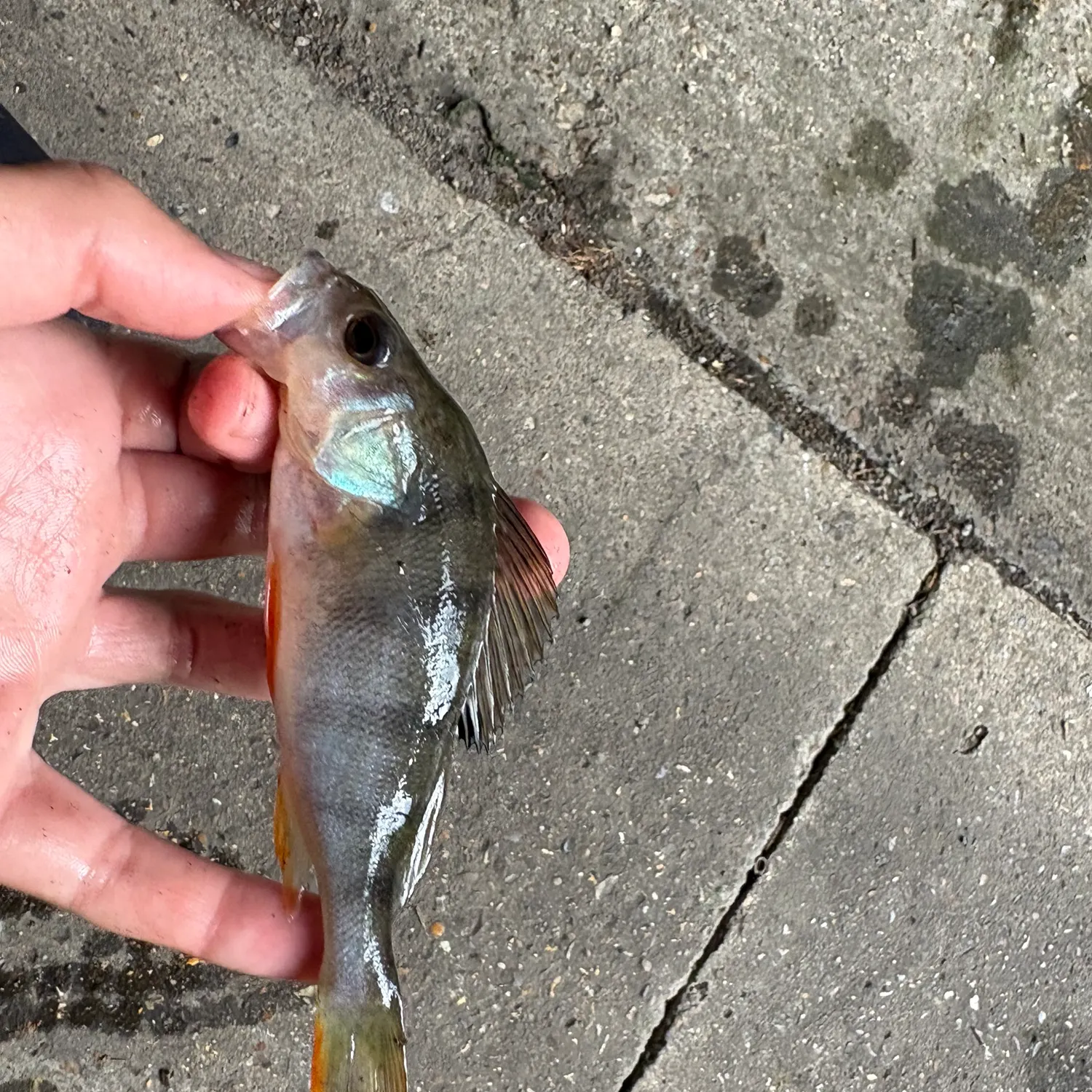 European perch caught on Fishbrain
