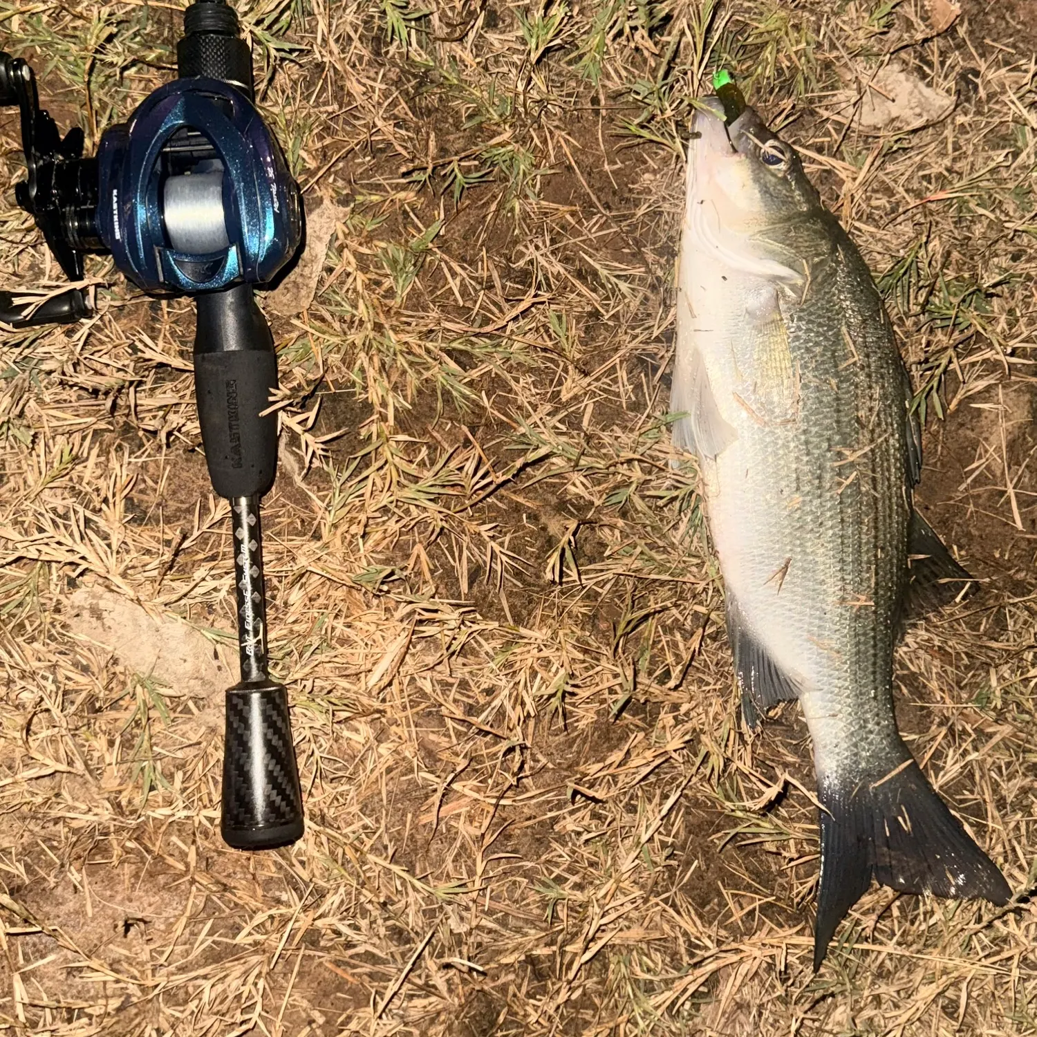 White bass caught on Fishbrain