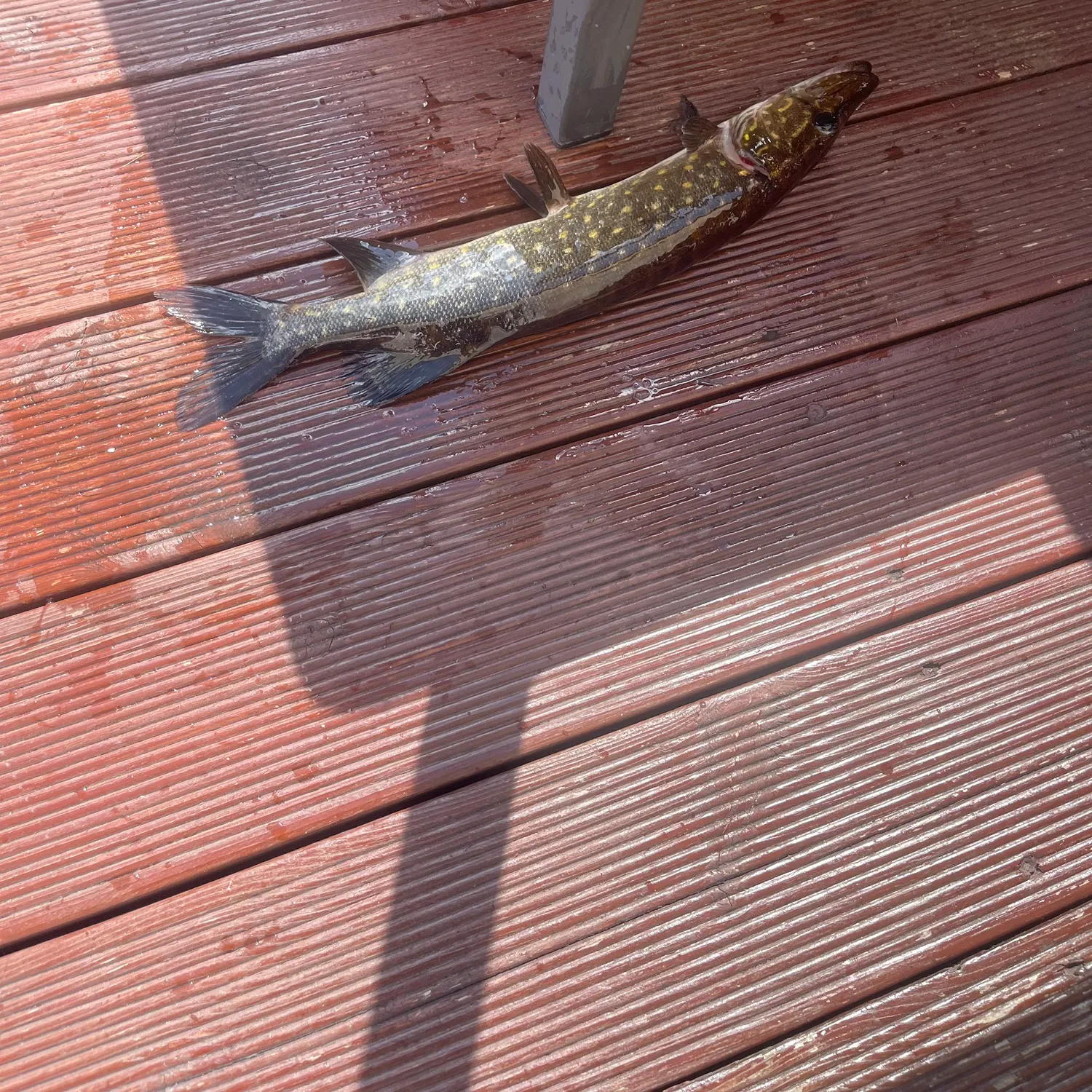 Northern pike caught on Fishbrain