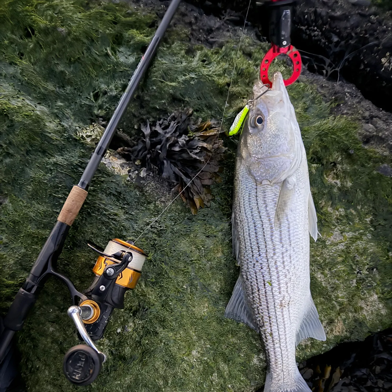 The most recent Striped bass catches on Fishbrain