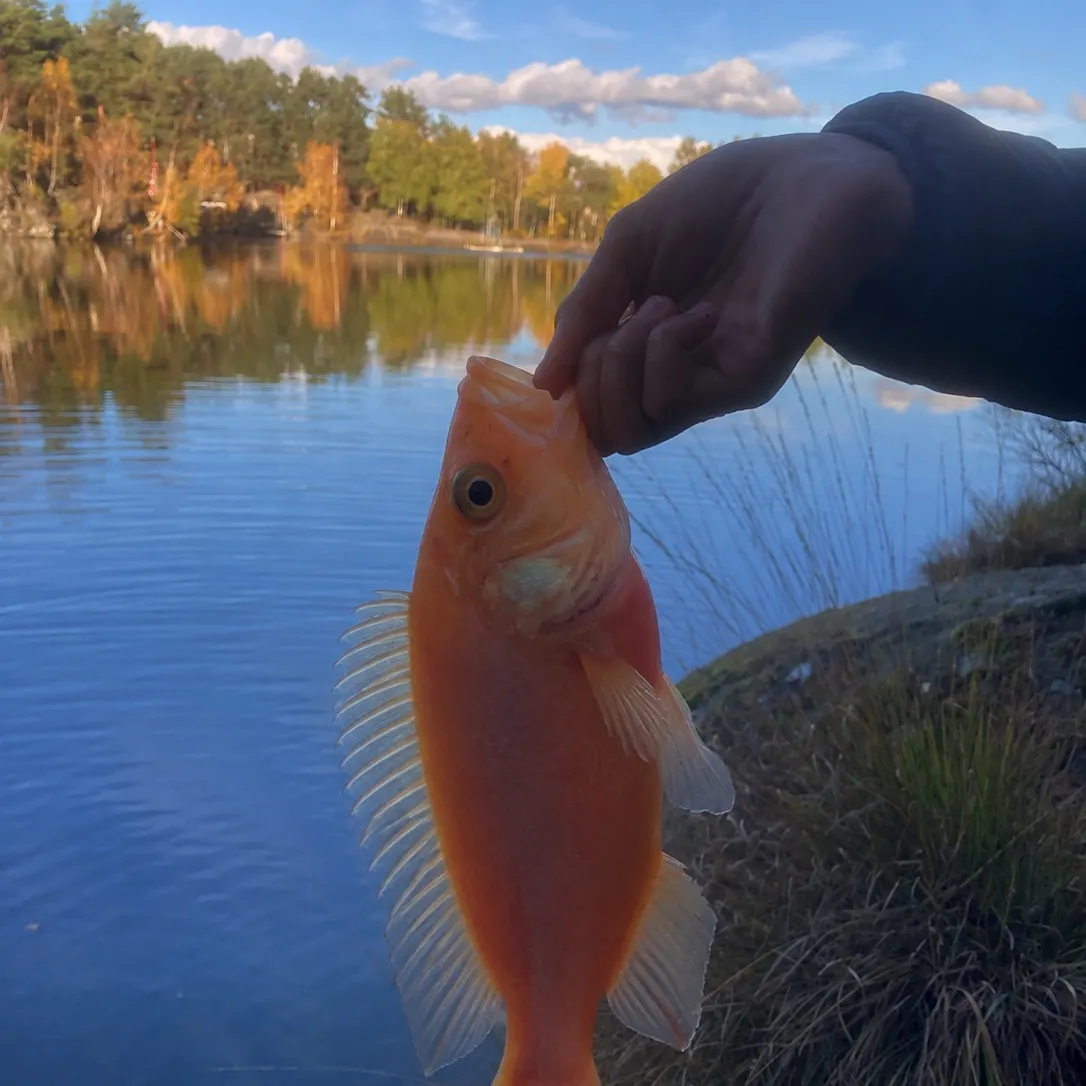 The most recent Red tilapia catches on Fishbrain